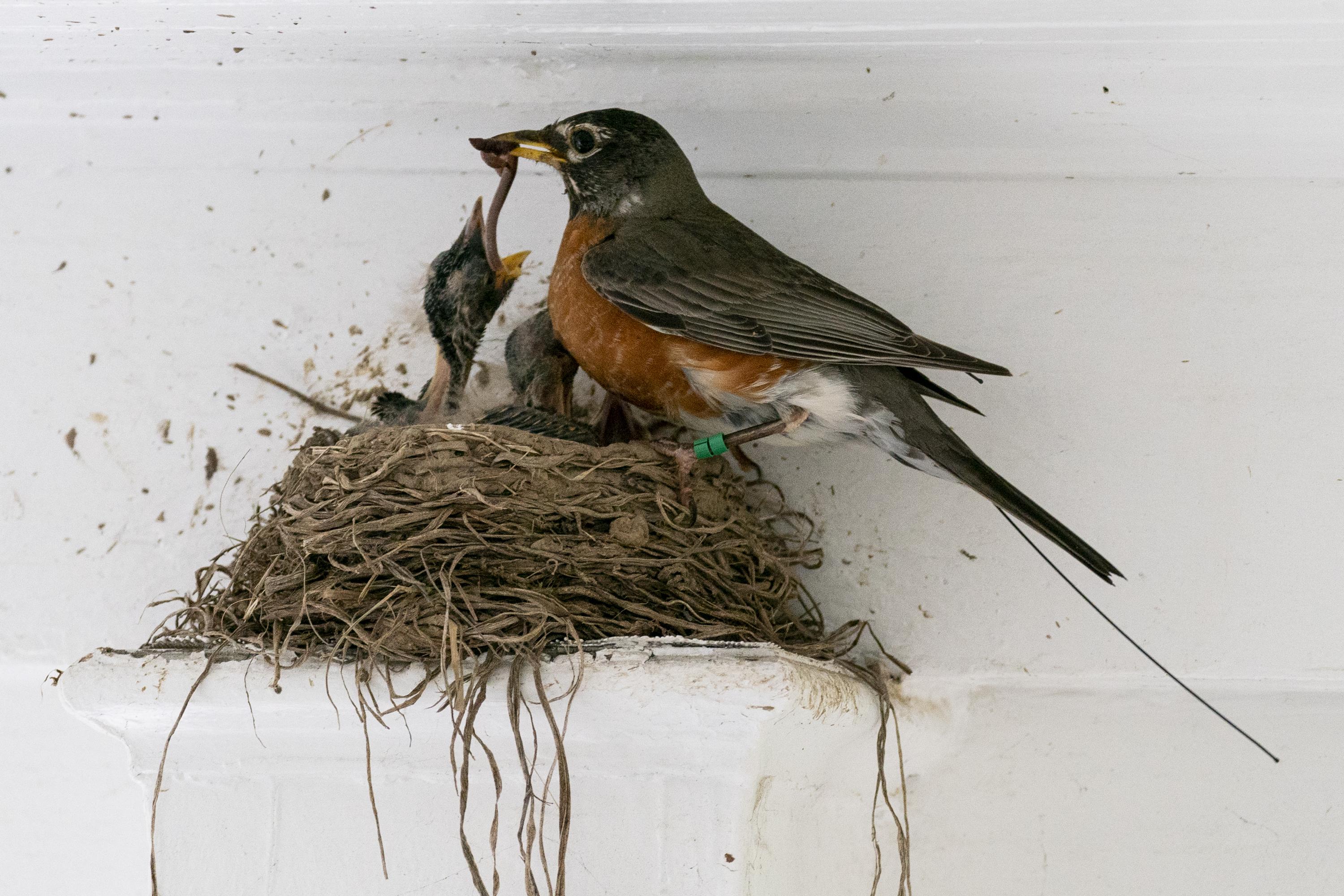 AMERICAN ROBIN  The Texas Breeding Bird Atlas