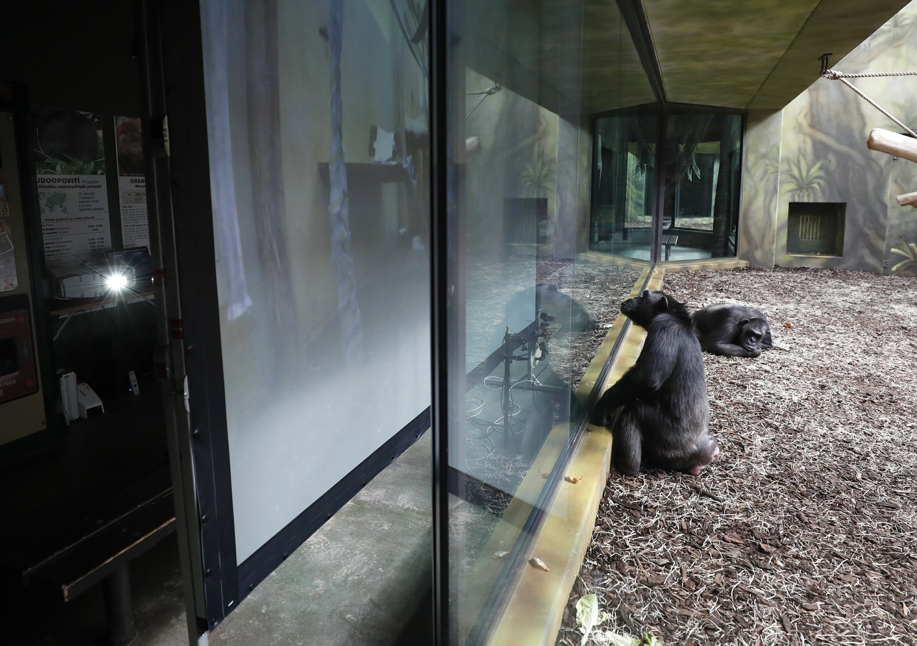 Šimpanzi v české zoo dostávají při vypínání virů čas na obrazovku