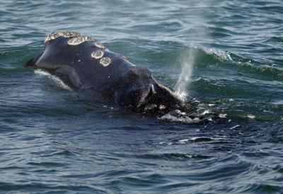 ARCHIVO - En esta fotografía de archivo del 28 de marzo de 2018, una ballena franca del Atlántico Norte se alimenta en la superficie del mar en cabo Cod, frente a la costa de Plymouth, Massachusetts. (AP Foto/Michael Dwyer, Archivo)