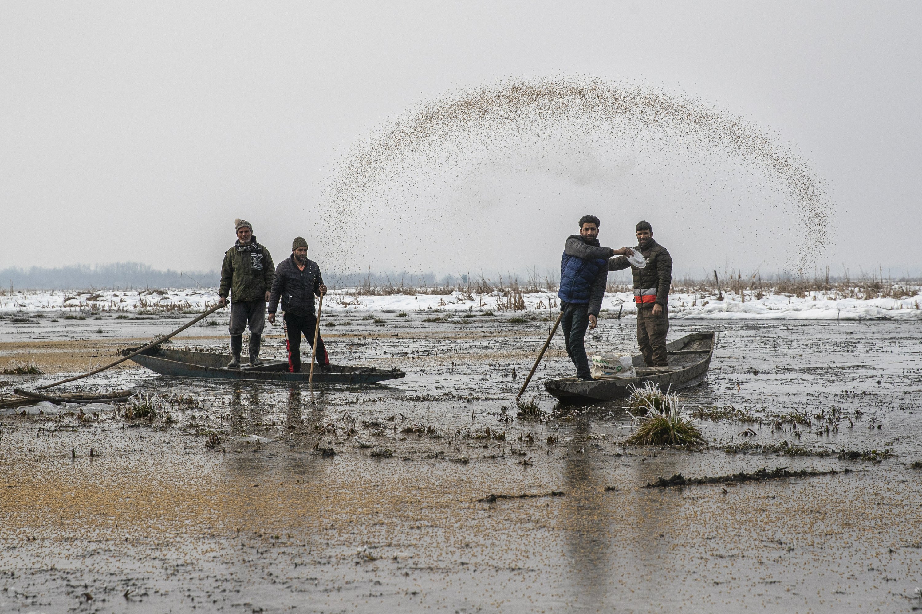 Wildlife officials feed frozen Kashmir birds