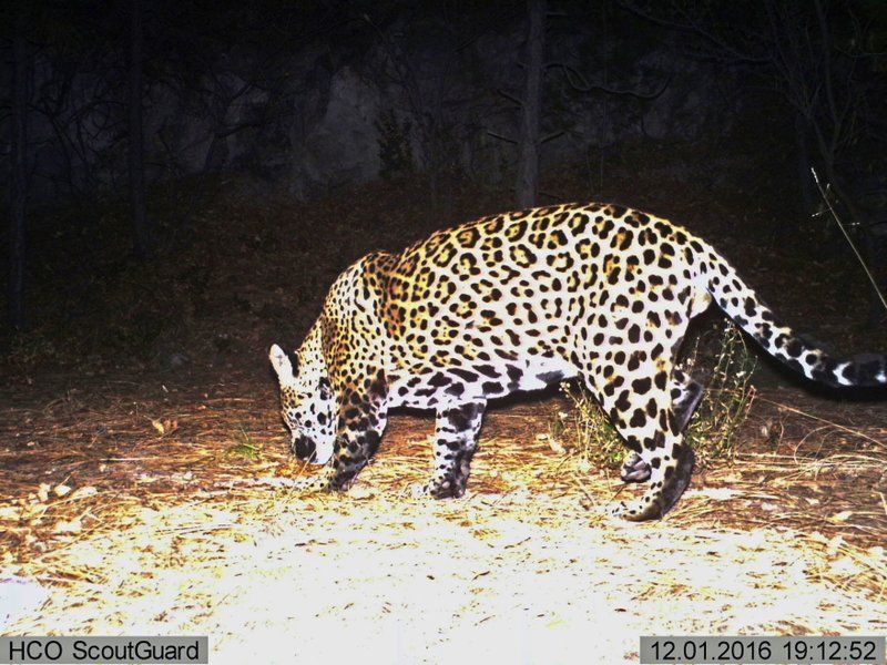 Us Appeals Court To Decide Fight Over Jaguar Habitat