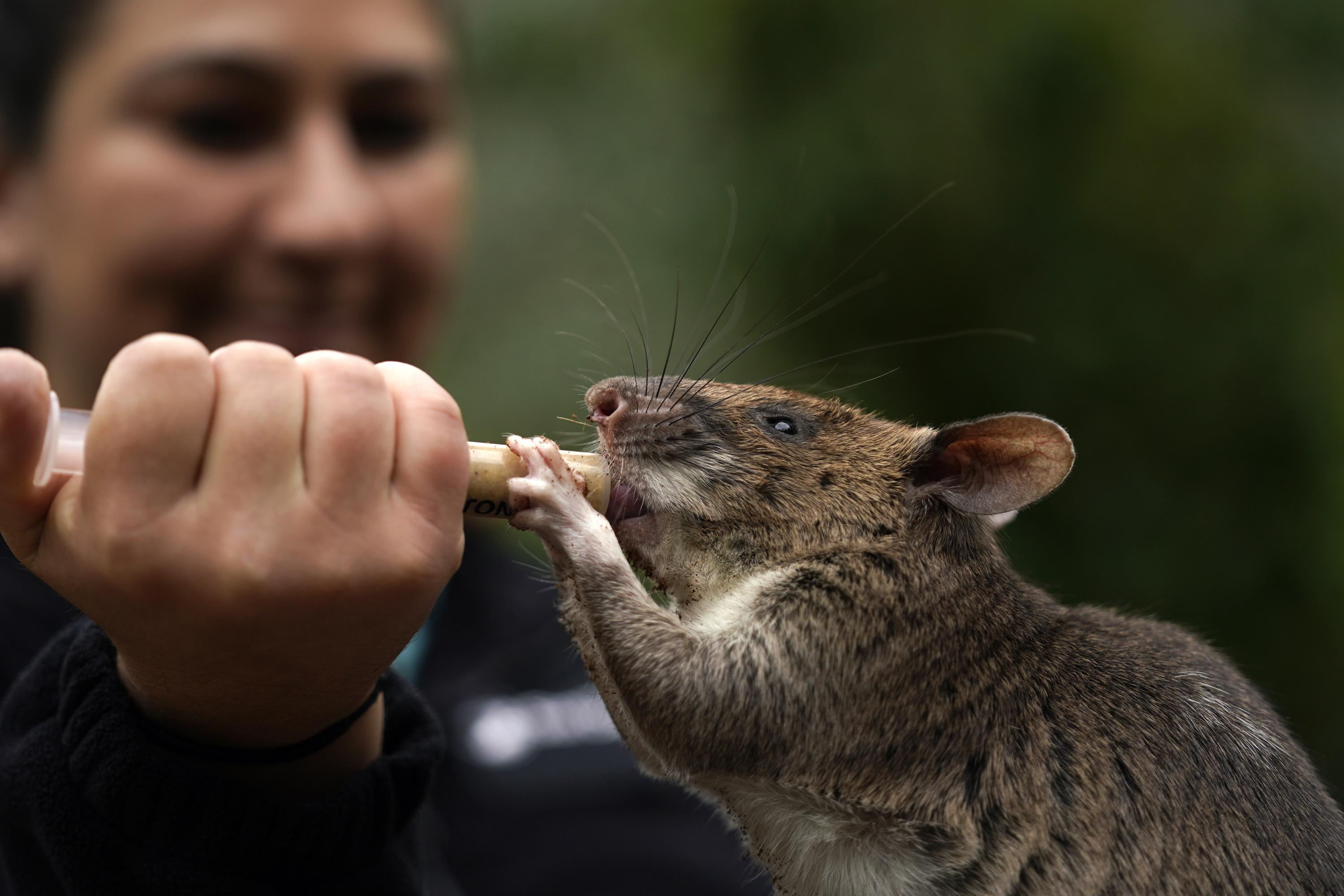 Eliminate Rodents Quickly And Humanely With This - Temu