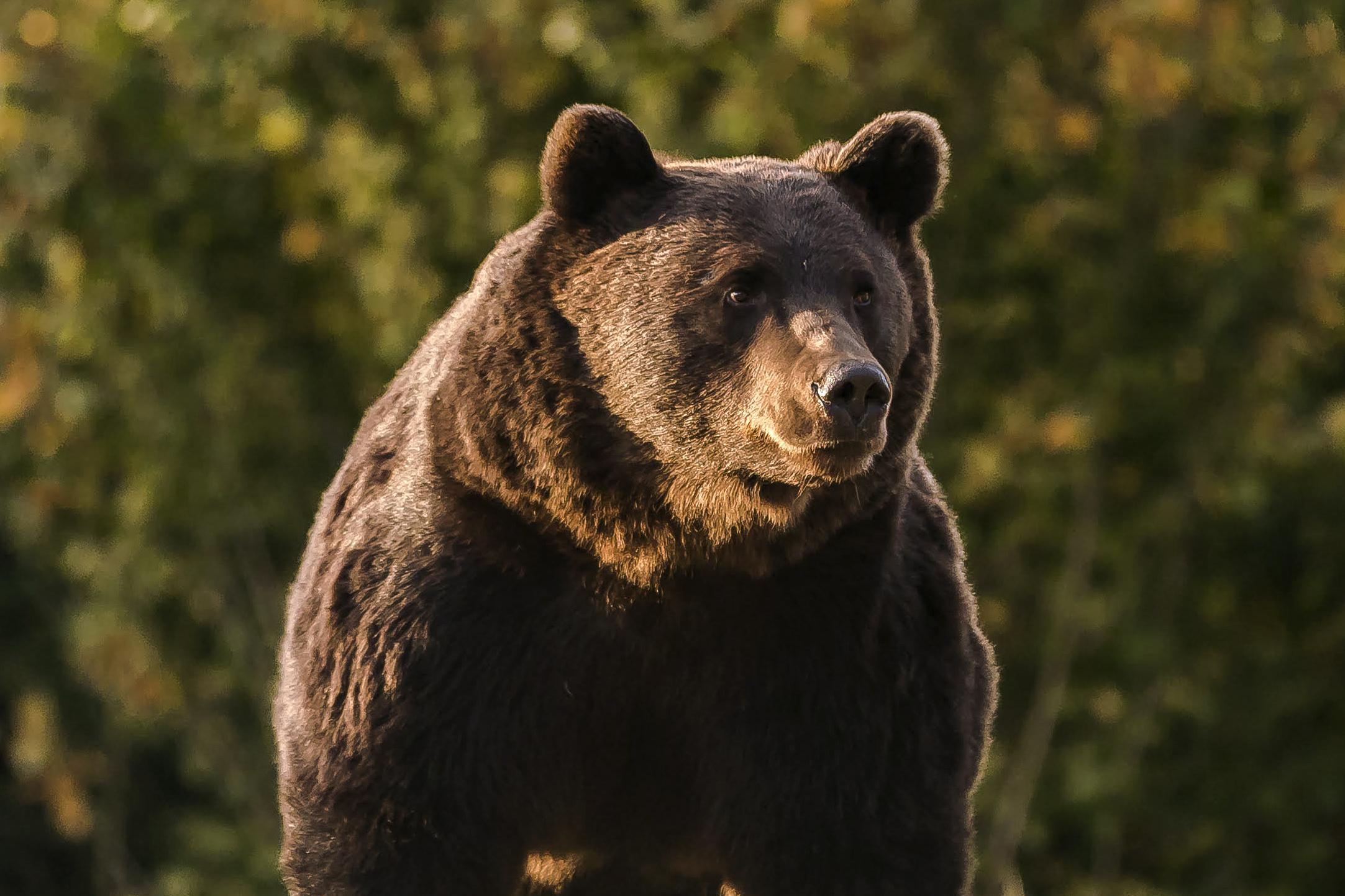 România investighează cazul unui urs ucis de un prinț austriac