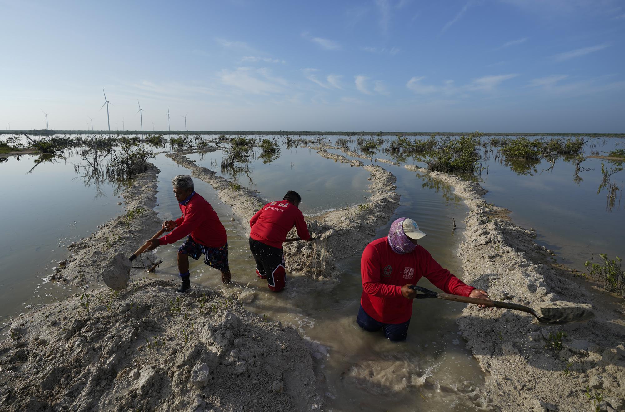 Pescadores cavan canales para que el agua salada y la dulce se mezclen, dentro de un programa de recuperación de manglares cerca de Dzilam de Bravo, en la Península de Yucatán, en México, el 9 de octubre de 2021. Su trabajo está respaldado por académicos y por donaciones de grupos ambientales, y por fondos gubernamentales que ayudan a la formación de los aldeanos para que organicen sus esfuerzos. (AP Foto/Eduardo Verdugo)