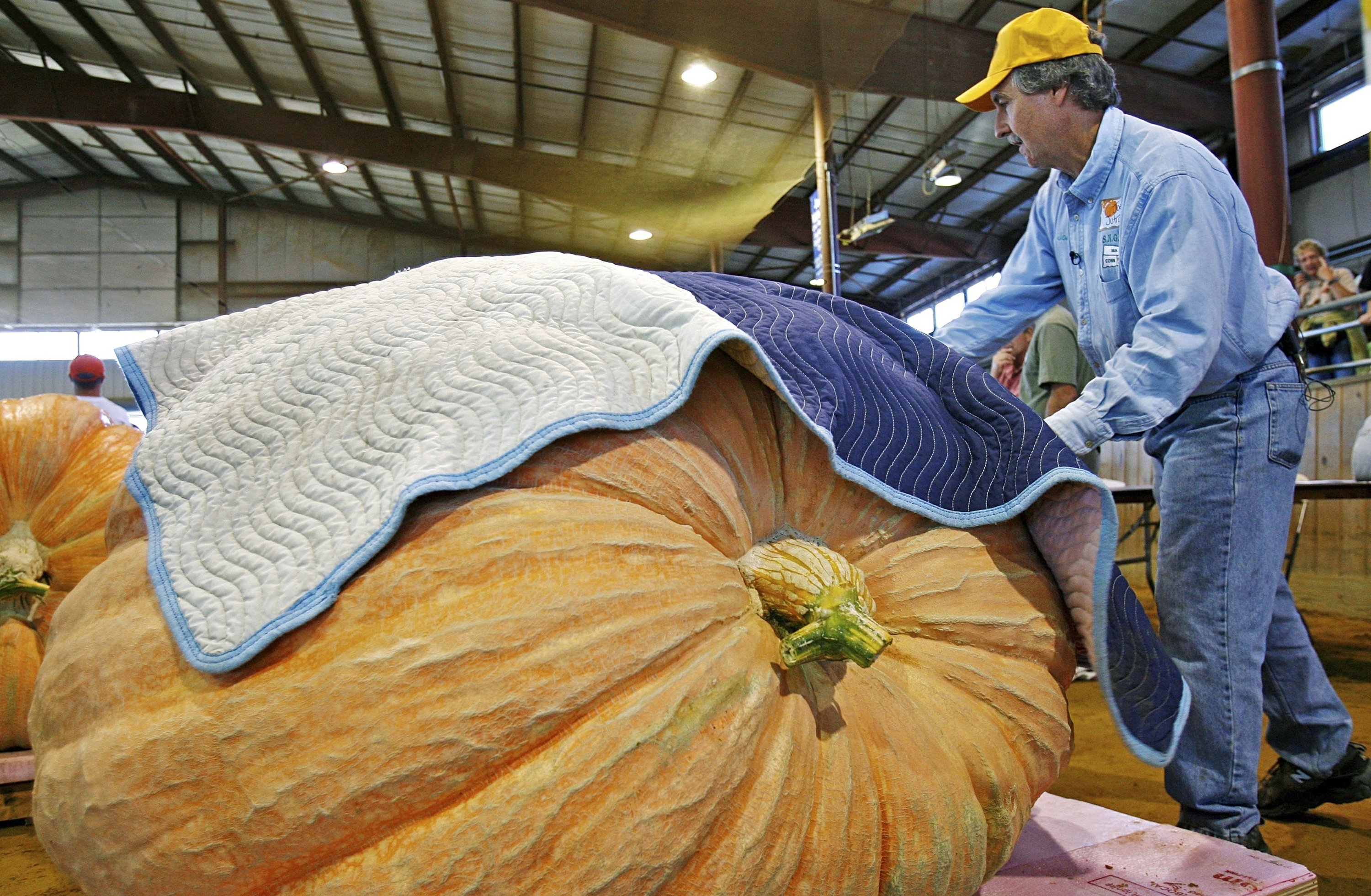 Ever growing. Фрукты гиганты. Тыква Сибирский гигант. This huge Pumpkin Break the World record previous record ответы. How Heavy a Pumpkin.