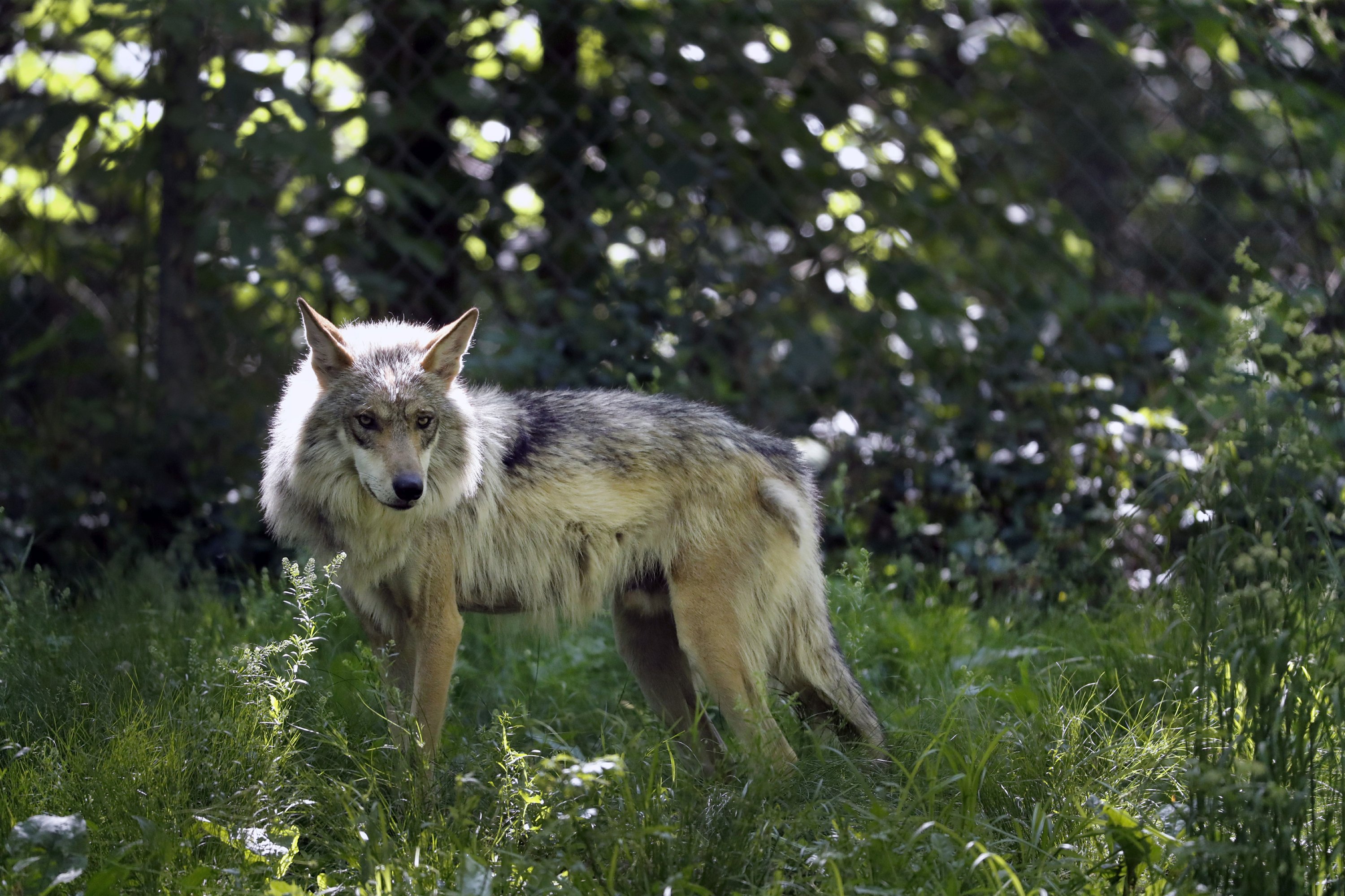 New Mexico rejoins pact to restore Mexican gray wolves AP News