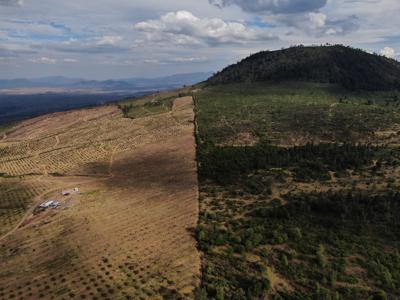 Aguacate crece en las laderas desnudas que en otro momento tenían pinos y abetos en el poblado indígena de Cherán, en el estado de Michoacán, México, el jueves 20 de enero de 2022. (AP Foto/Fernando Llano)