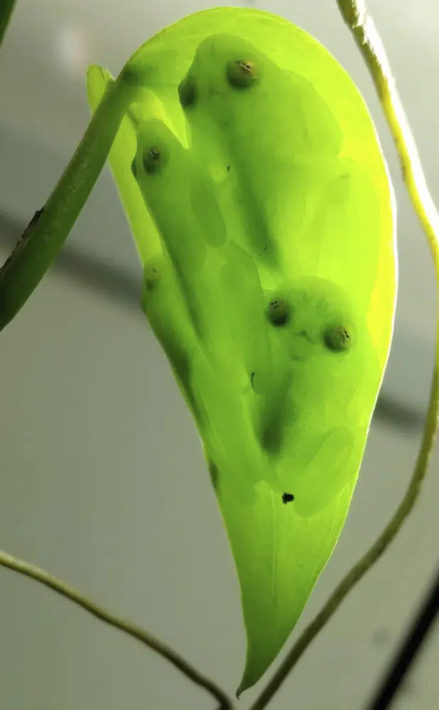 Esta foto proporcionada por los investigadores en diciembre de 2022 muestra a un grupo de ranas de cristal durmiendo juntas boca abajo sobre una hoja, mostrando su camuflaje de hojas en luz transmitida (descendente).  Algunas ranas que se encuentran en América del Sur y Central tienen la rara capacidad de encender y apagar su apariencia casi transparente, informan los investigadores el jueves 22 de diciembre de 2022 en la revista Science.  (Jesse Delia/AMNH vía AP)