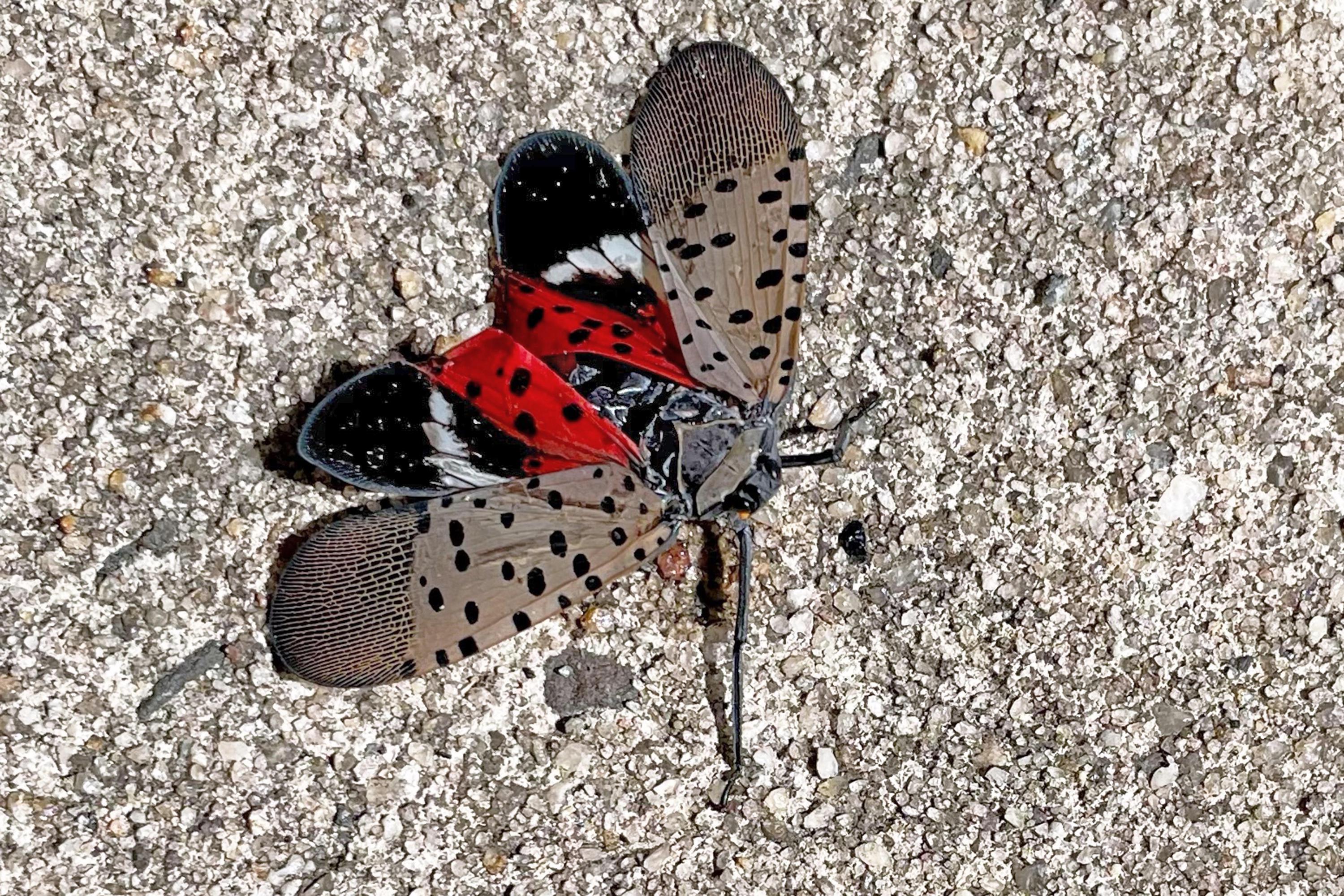 Mystery – Red Polka Dot Bug – Suz and Tell