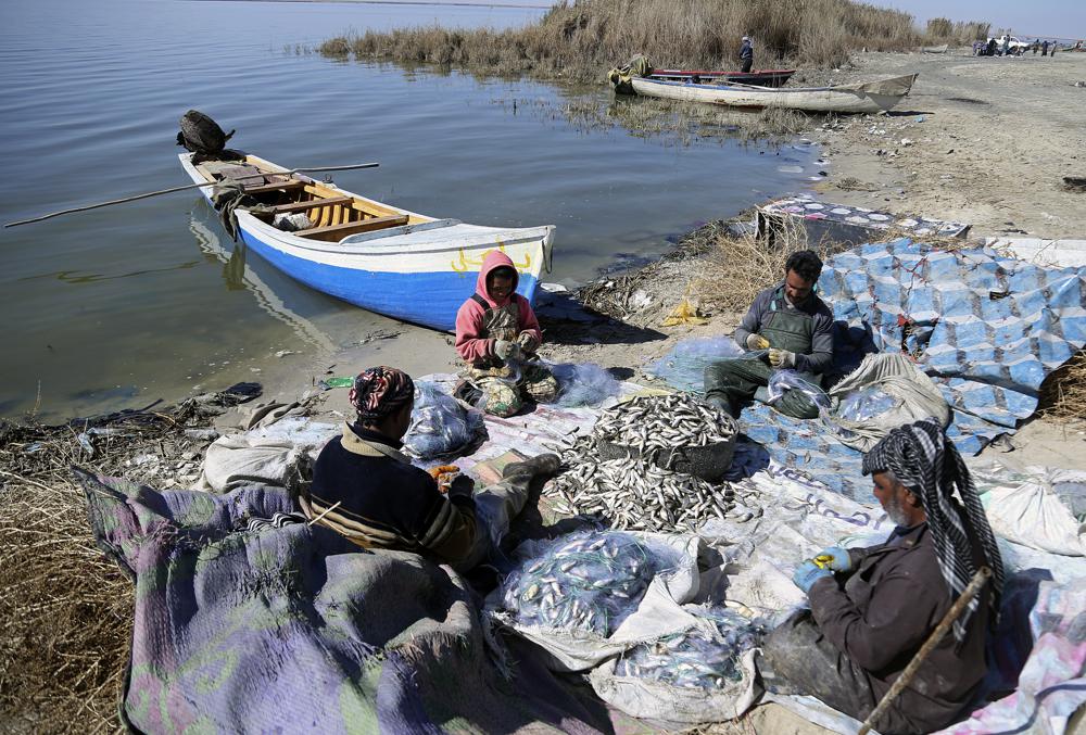 Fishermen sort their catch on the bank of Razzaza Lake, also known as Lake Milh, Arabic for salt, in the Karbala governorate of Iraq,, Feb. 14, 2022. One of Iraq's largest lakes, it is seeing a significant decline in water levels, and has been hit by pollution and high levels of salinity. The number of dead fish that turn up is bigger than the number of live fish they can catch. (AP Photo/Hadi Mizban)