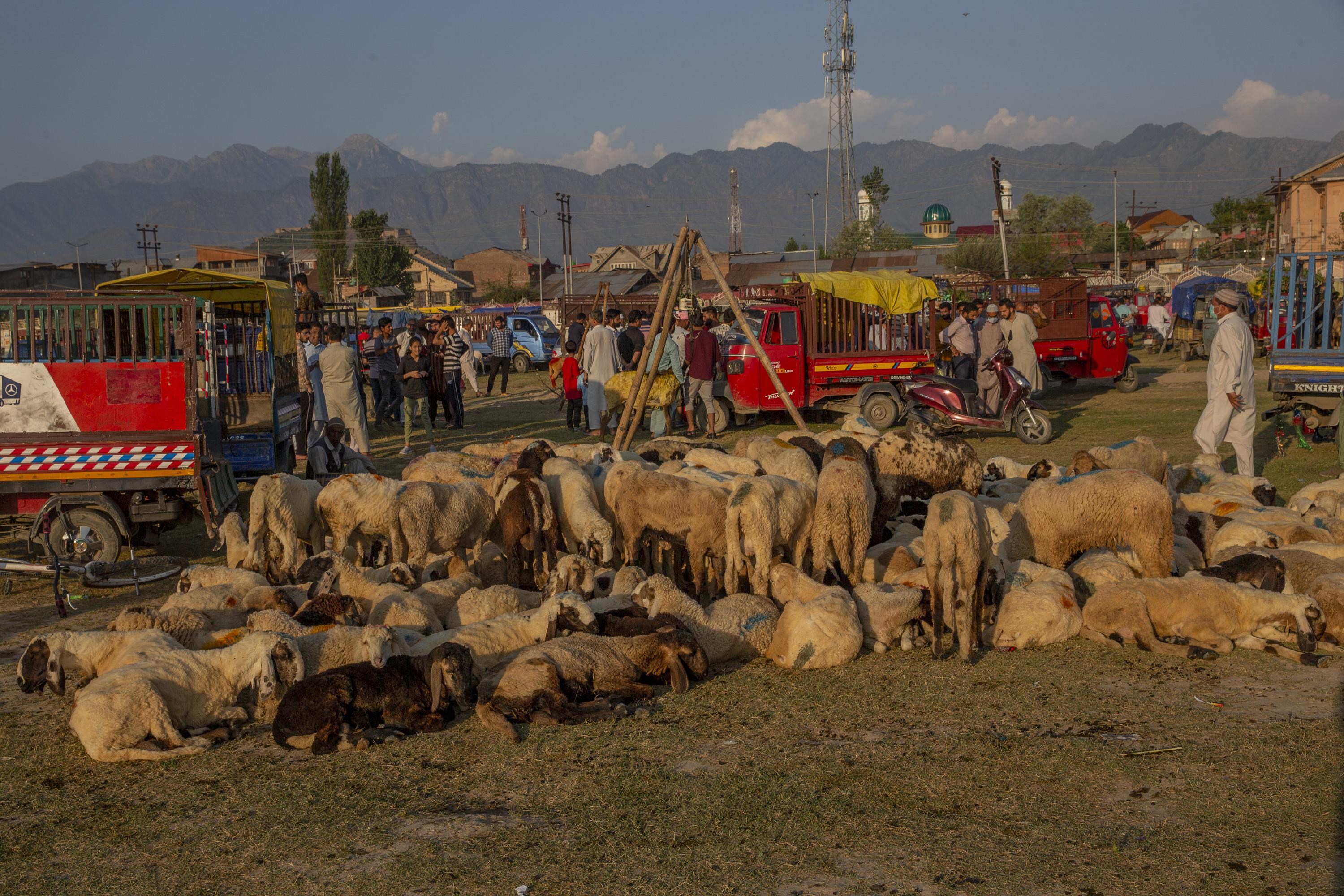Officials now say no ban on animal sacrifice in Kashmir | AP News