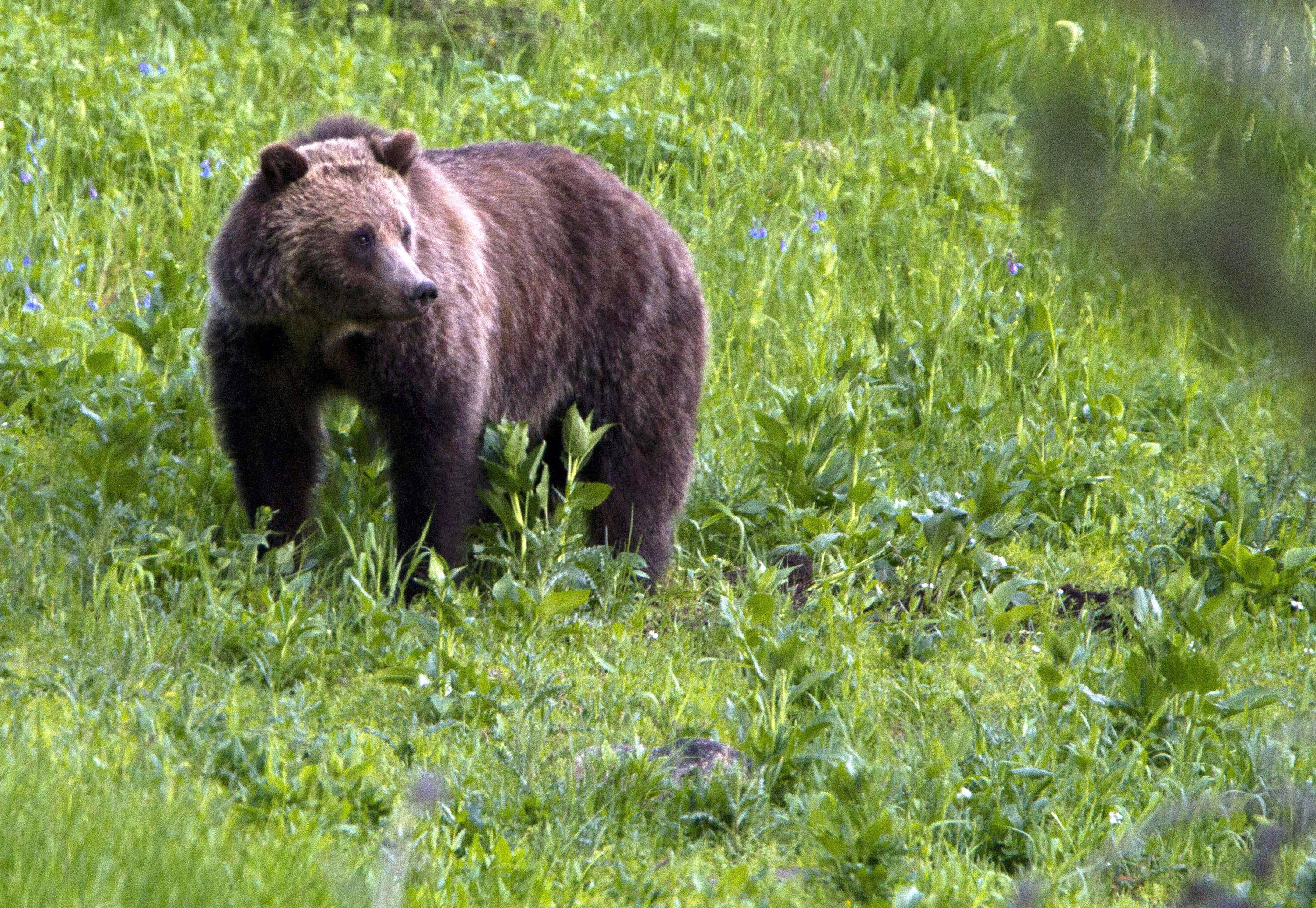 Wildlife conservation groups sue over lack of plan for railroad to reduce  grizzly deaths in Montana