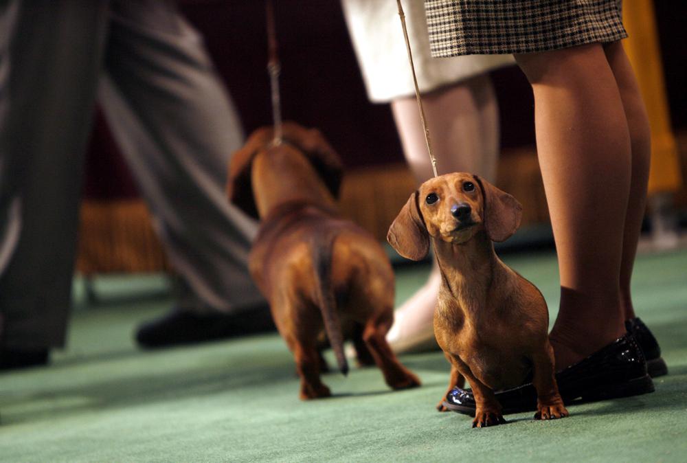 ARCHIVO - CC Rider de EJ, un perro salchicha liso de 1 año, espera en el cuadrilátero para ser juzgado durante la 132° exposición canina del Westminster Kennnel Club en el Madison Square Garden, el 11 de febrero de 2008, en Nueva York.  El ranking anual de popularidad del American Kennel Club sale a la luz el martes 15 de marzo de 2022 y los perros salchicha están entre los 10 primeros. (Foto AP/Jason DeCrow, archivo)