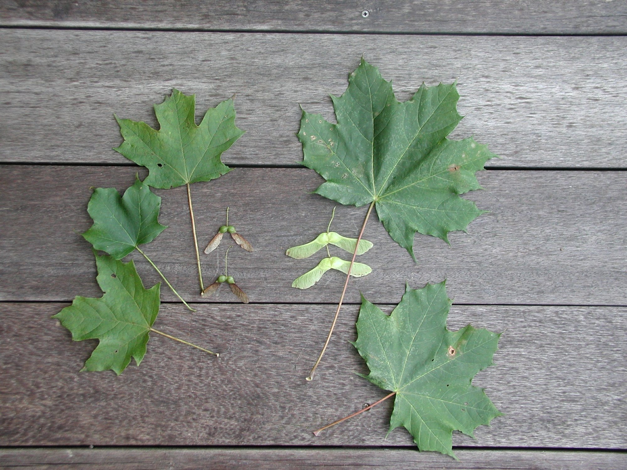 Some Maples Sugar Are More Desirable Than Others Norway