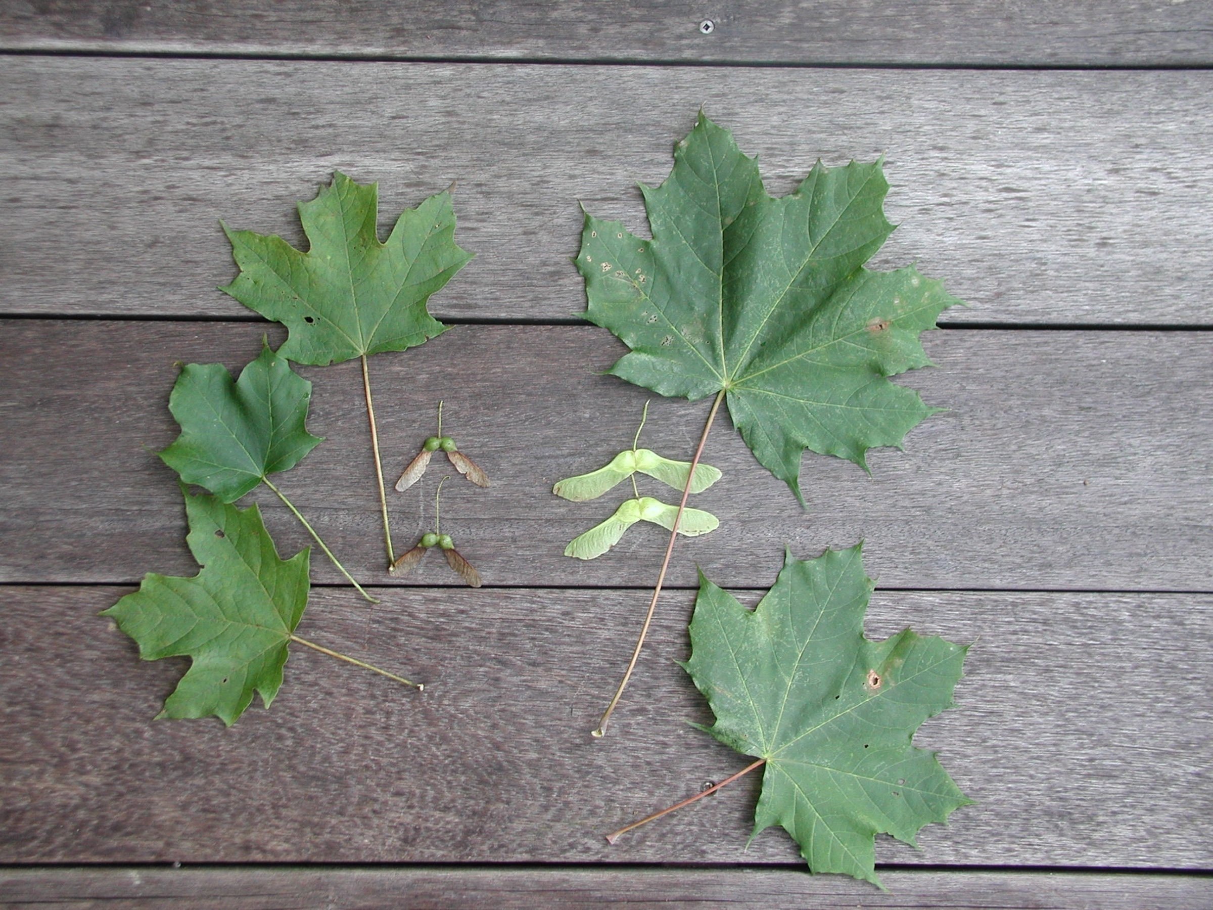 Some Maples Sugar Are More Desirable Than Others Norway Ap News