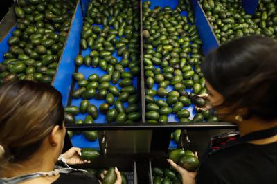 Un trabajador selecciona aguacates en una planta empacadora en Uruapan, México, el miércoles 16 de febrero de 2022. México ha reconocido que el gobierno de Estados Unidos ha suspendido todas las importaciones de aguacates mexicanos después de que un inspector de seguridad de plantas estadounidenses en México recibiera una amenaza. (AP Foto/Armando Solís)