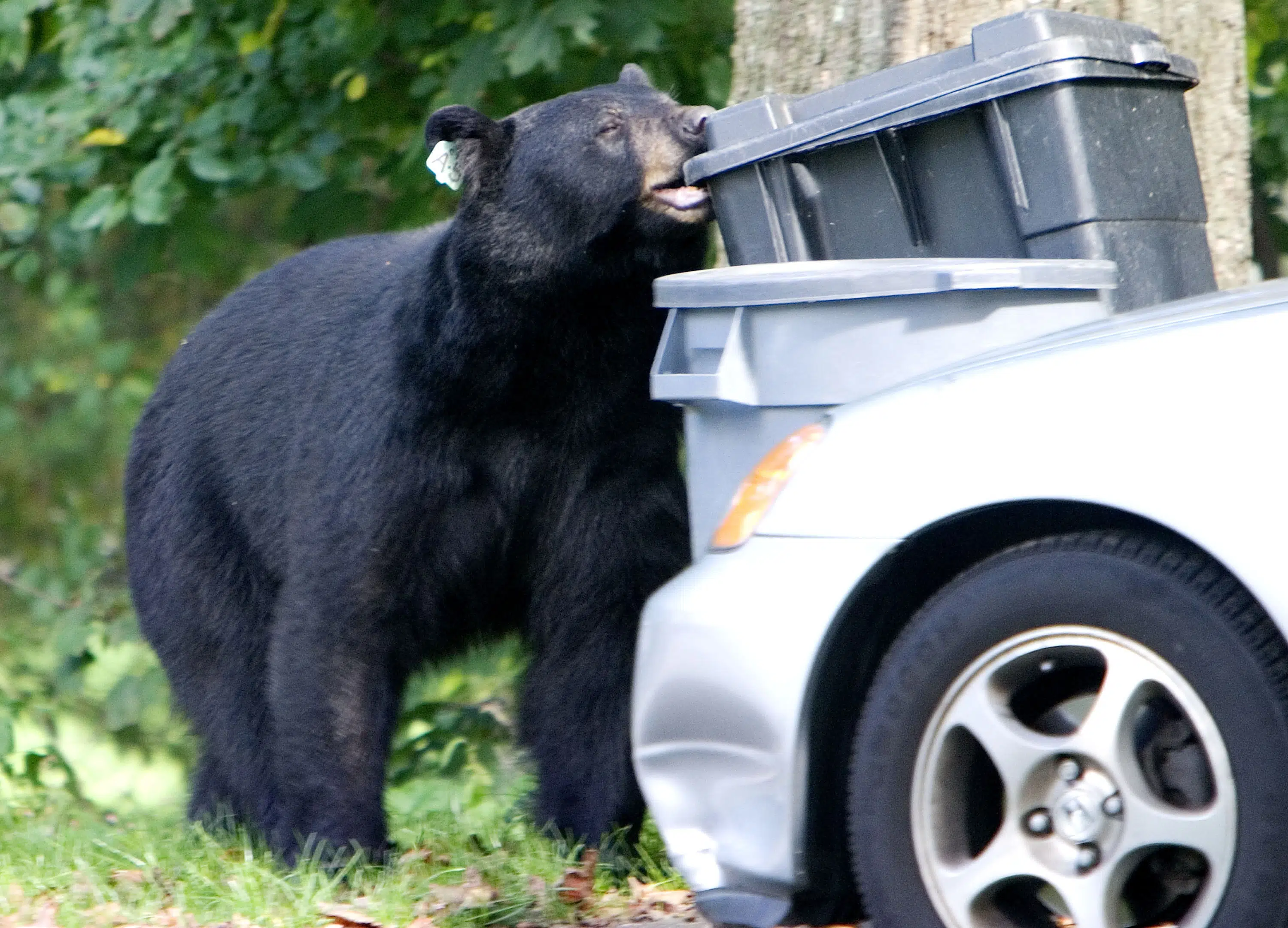 Connecticut lawmakers vote to allow people to use deadly force as the bear population grows