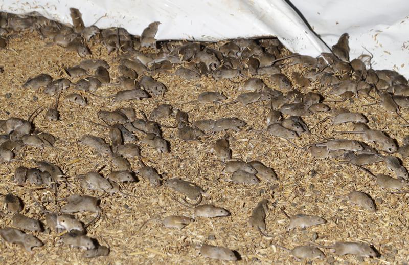 Mice scurry around stored grain on a farm near Tottenham, Australia on May 19, 2021. Vast tracts of land in Australia's New South Wales state are being threatened by a mouse plague that the state government describes as "absolutely unprecedented." Just how many millions of rodents have infested the agricultural plains across the state is guesswork. (AP Photo/Rick Rycroft)