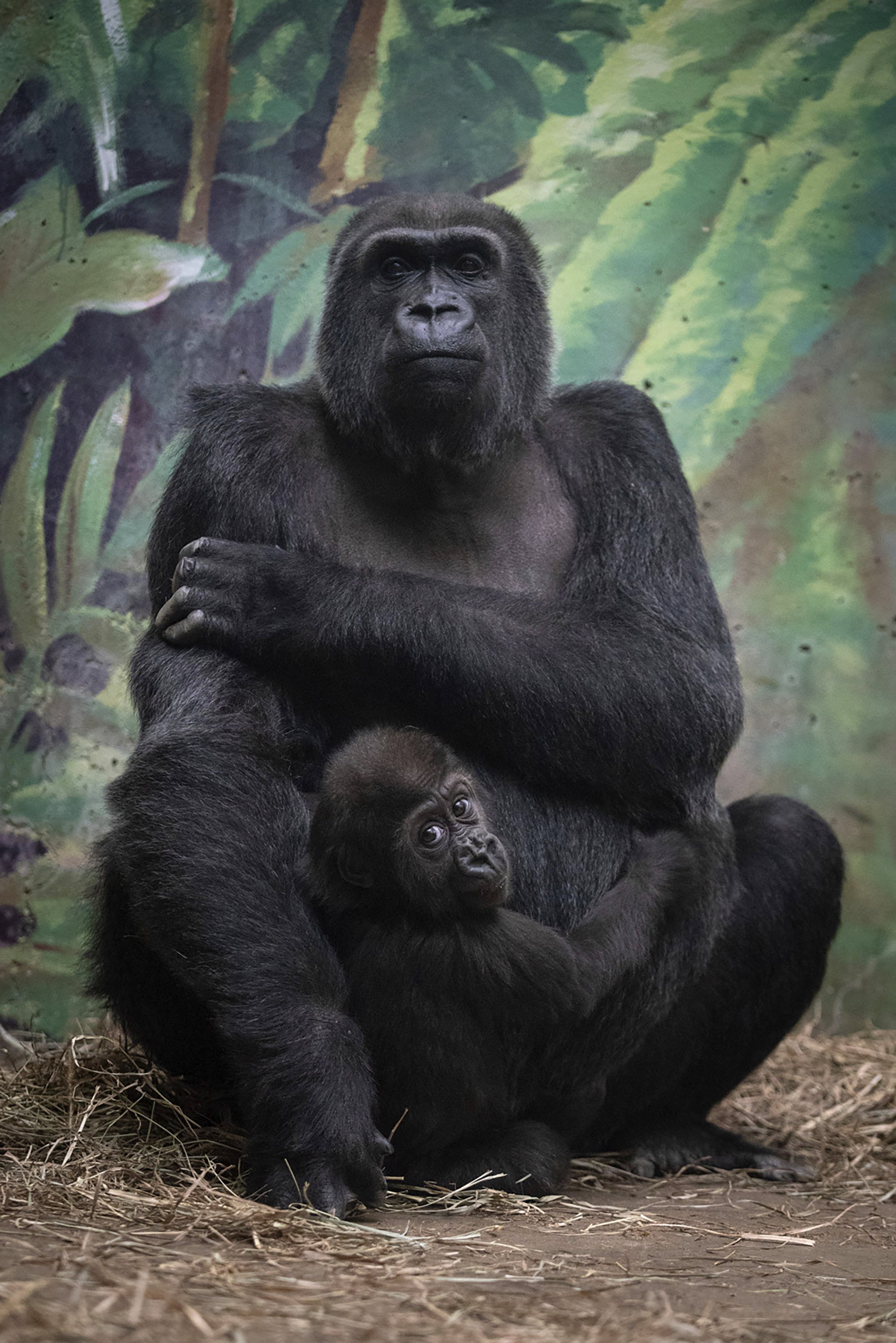 Zoo in Ohio to gain 2 more western lowland gorillas AP News