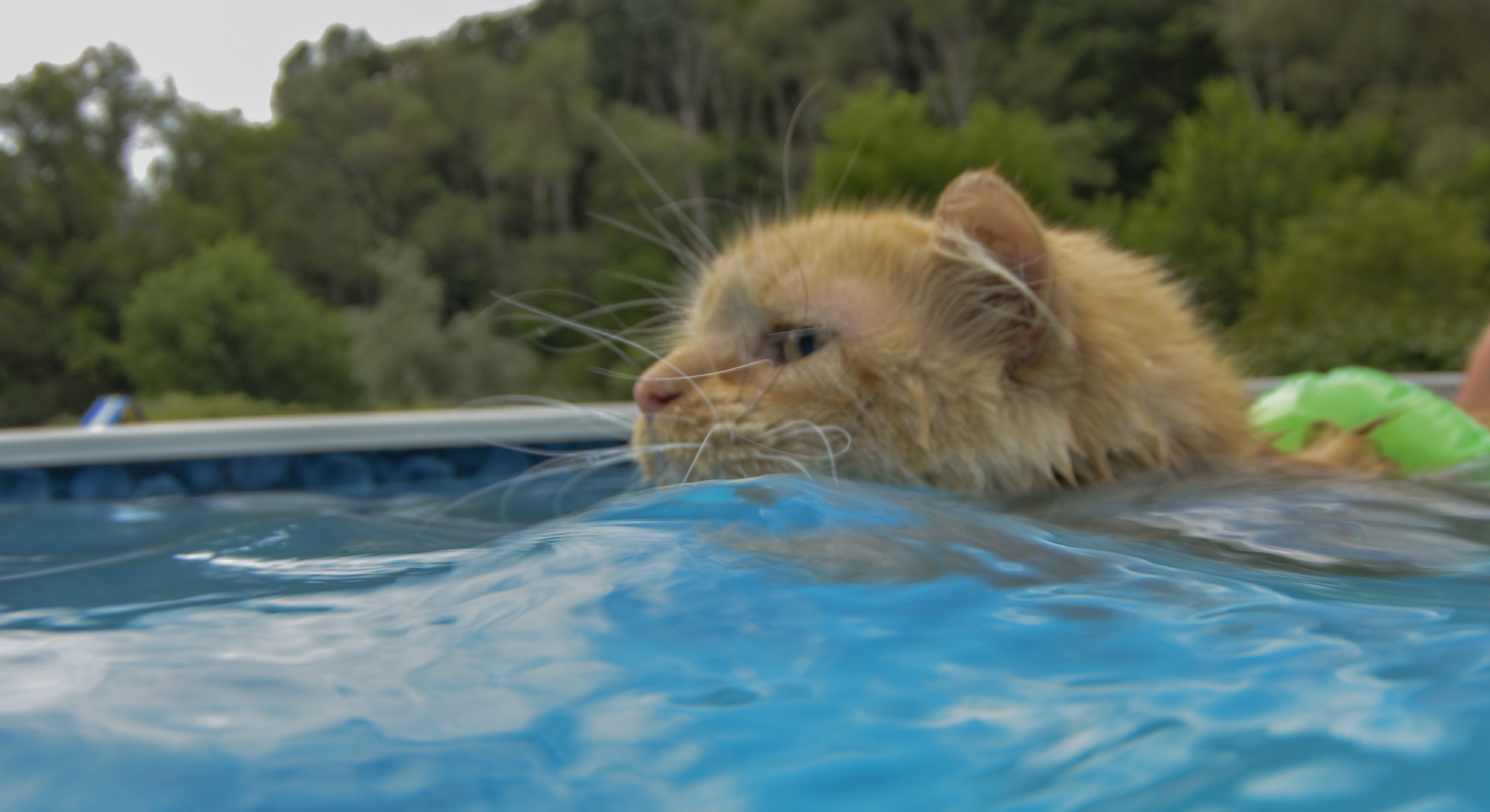 Do cats swim