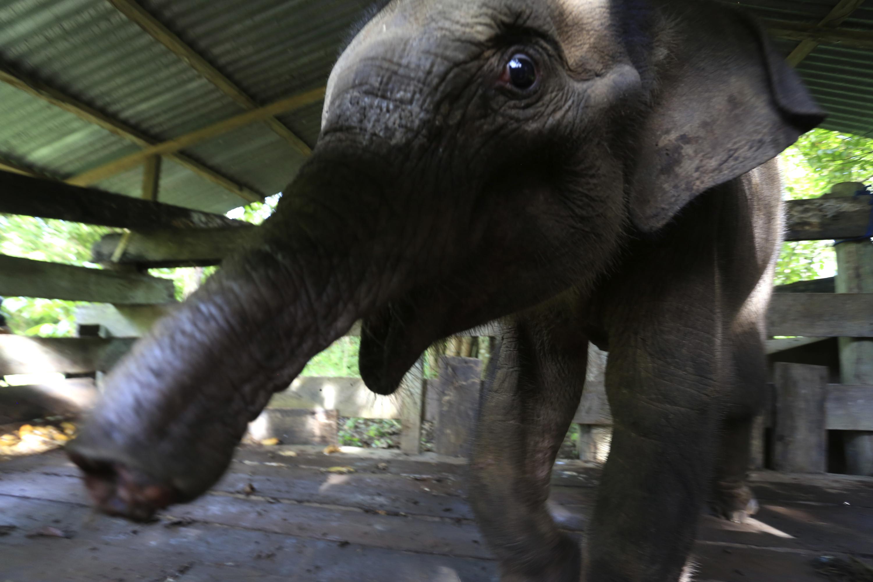 Seekor bayi gajah yang kehilangan separuh belalainya telah mati di Indonesia