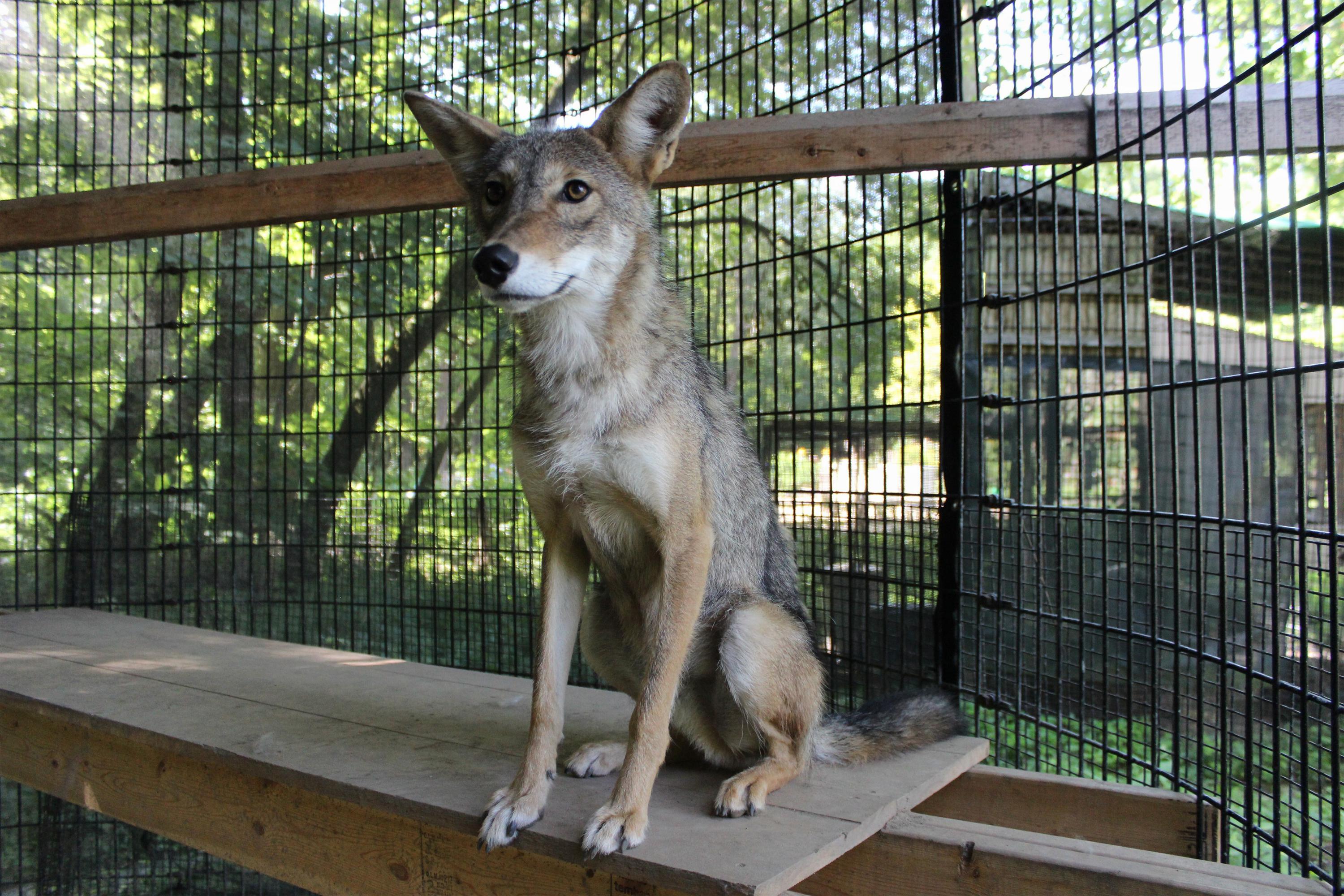 Rocky The Illinois Coyote To Get More Room But Not New Home Ap News