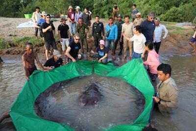 En una imagen proporcionada por Maravillas del Mekong y fechada el 14 de junio de 2022, científicos del proyecto de investigación conjunto camboyano-estadounidense se preparan liberar a una raya gigante de agua dulce de vuelta al río Mekong, en Camboya. (Chhut Chheana/Wonders of the Mekong vía AP)