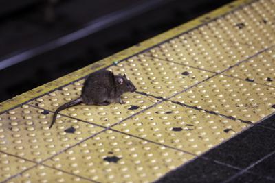 ARCHIVO - Una rata cruza un andén de metro en Nueva York, el 27 de enero de 2015. (AP Foto/Richard Drew, Archivo)