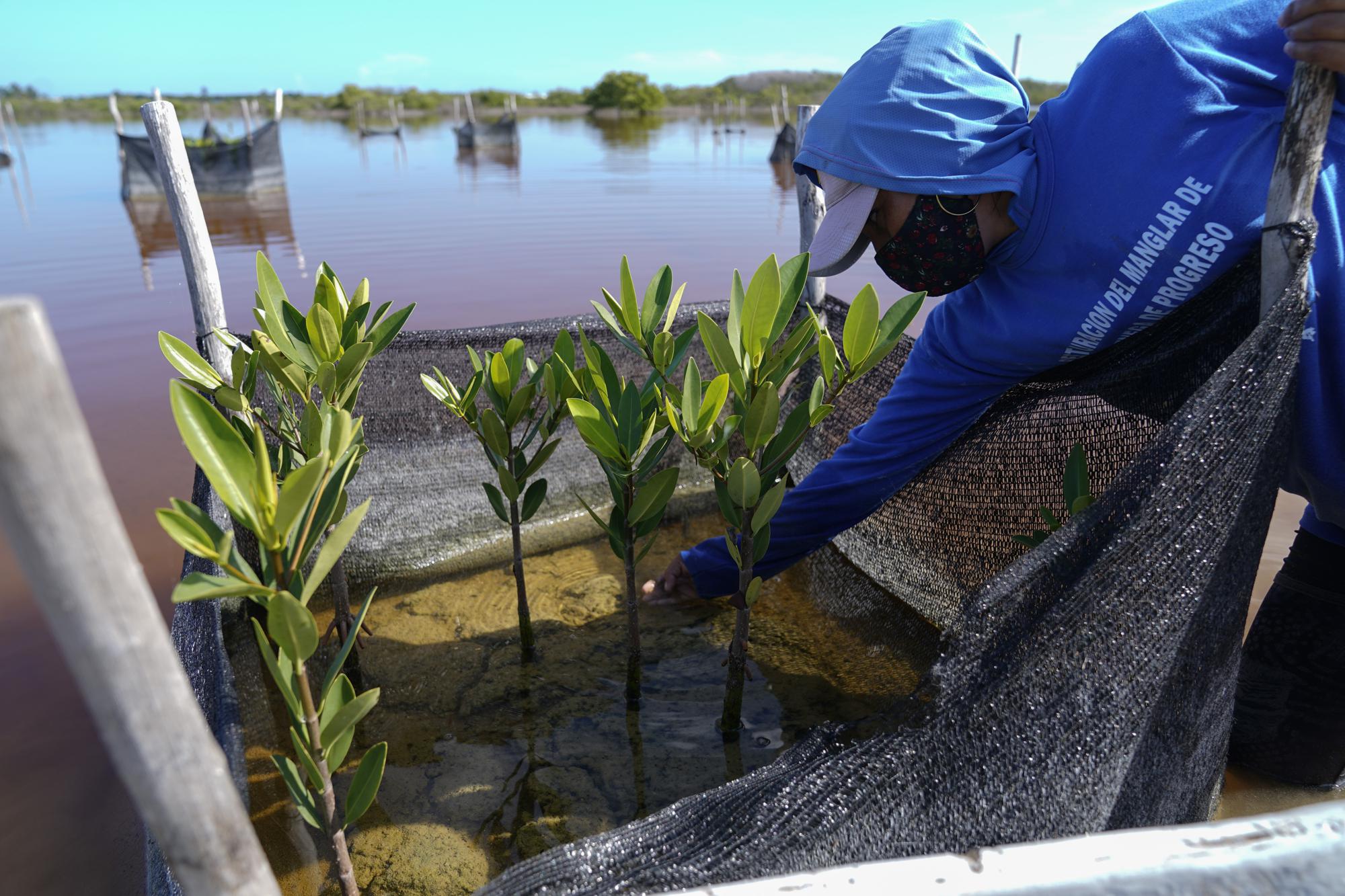 Una mujer planta mangle dentro de un programa de recuperación, cerca de Progreso, en la Península de Yucatán, en México, el 6 de octubre de 2021. Hay proyectos similares en marcha en Indonesia, que tiene los mayores manglares del mundo, Colombia y otras zonas. (AP Foto/Eduardo Verdugo)