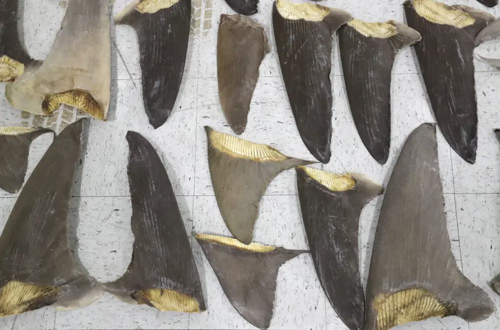 FILE - Confiscated shark fins are displayed during a news conference, Thursday, Feb. 6, 2020, in Doral, Fla. In 2022, the U.S. House and Senate passed identical versions of a proposed shark fin ban as part of a broader defense spending bill that President Joe Biden is expected to sign into law. Once he does, it will be illegal for Americans to buy, sell, transport or even possess foreign-caught fins — something ocean conservation activists have long sought. (AP Photo/Wilfredo Lee)