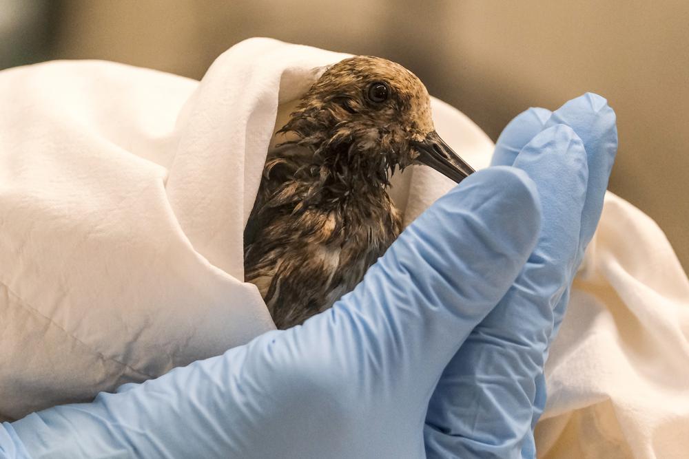 A staff of California Department Fish & Wildlife examines a contaminated Sanderling from the oil spill in Huntington Beach, Calif., on Monday, Oct. 4, 2021. A major oil spill off the coast of Southern California fouled popular beaches and killed wildlife while crews scrambled Sunday, to contain the crude before it spread further into protected wetlands. (AP Photo/Ringo H.W. Chiu)