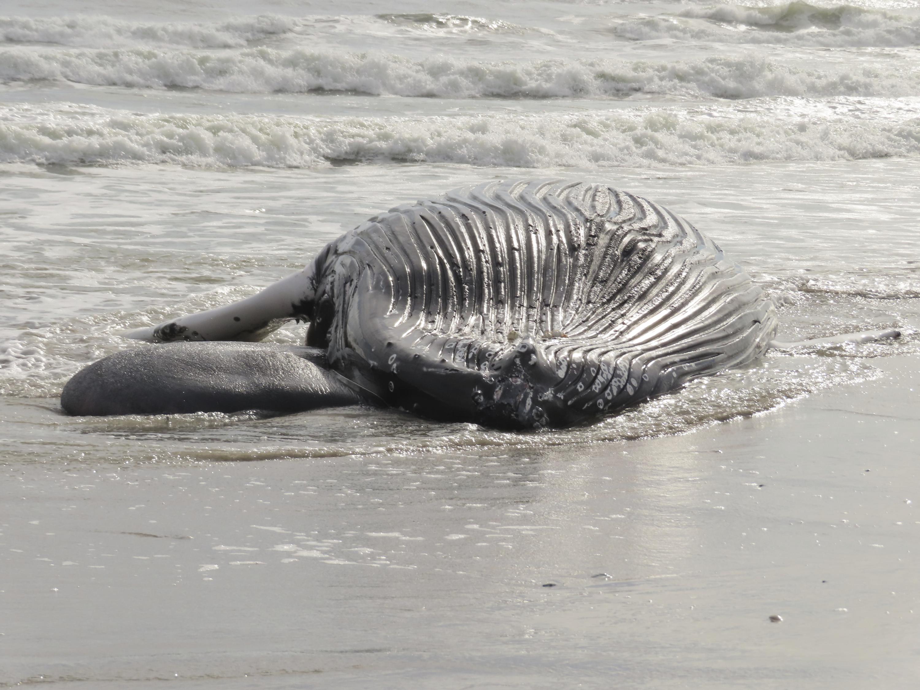 Offshore wind critics call for investigation of New Jersey whale strandings