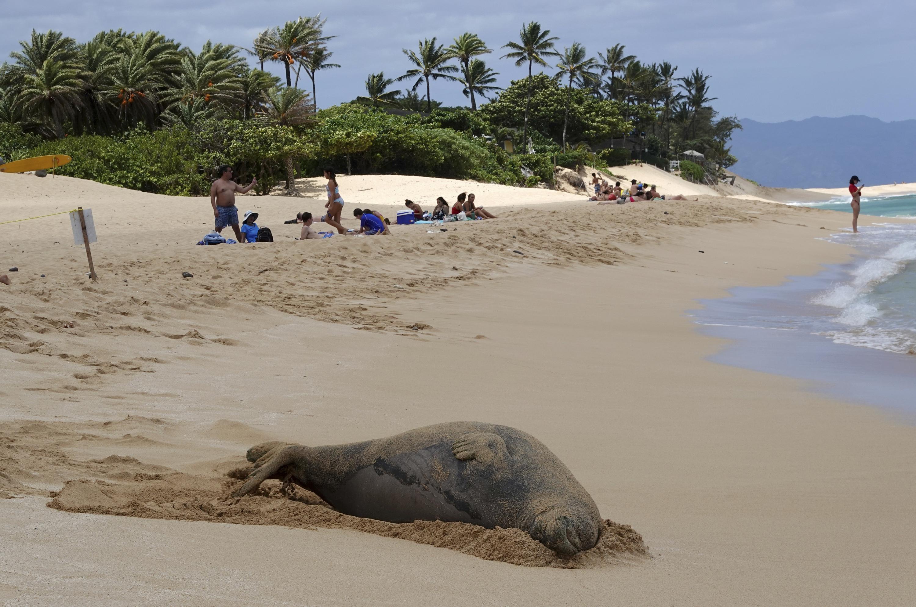 Endangered Hawaiian monk seal population highest in decades | AP News