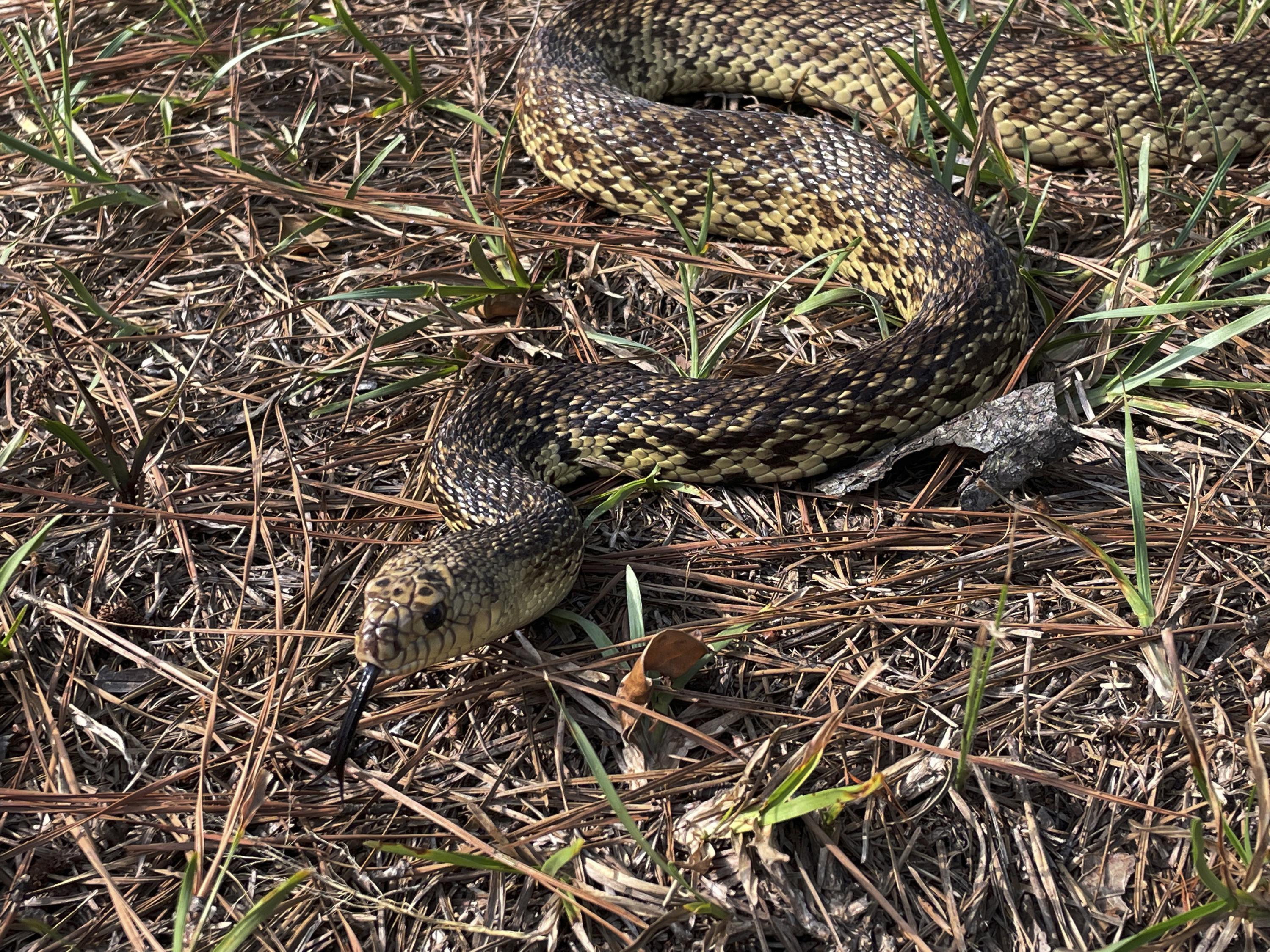 Rare two-headed snake found in Texas yard