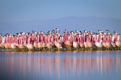 Hans Zimmer compone música para flamingos y leones reales | AP News