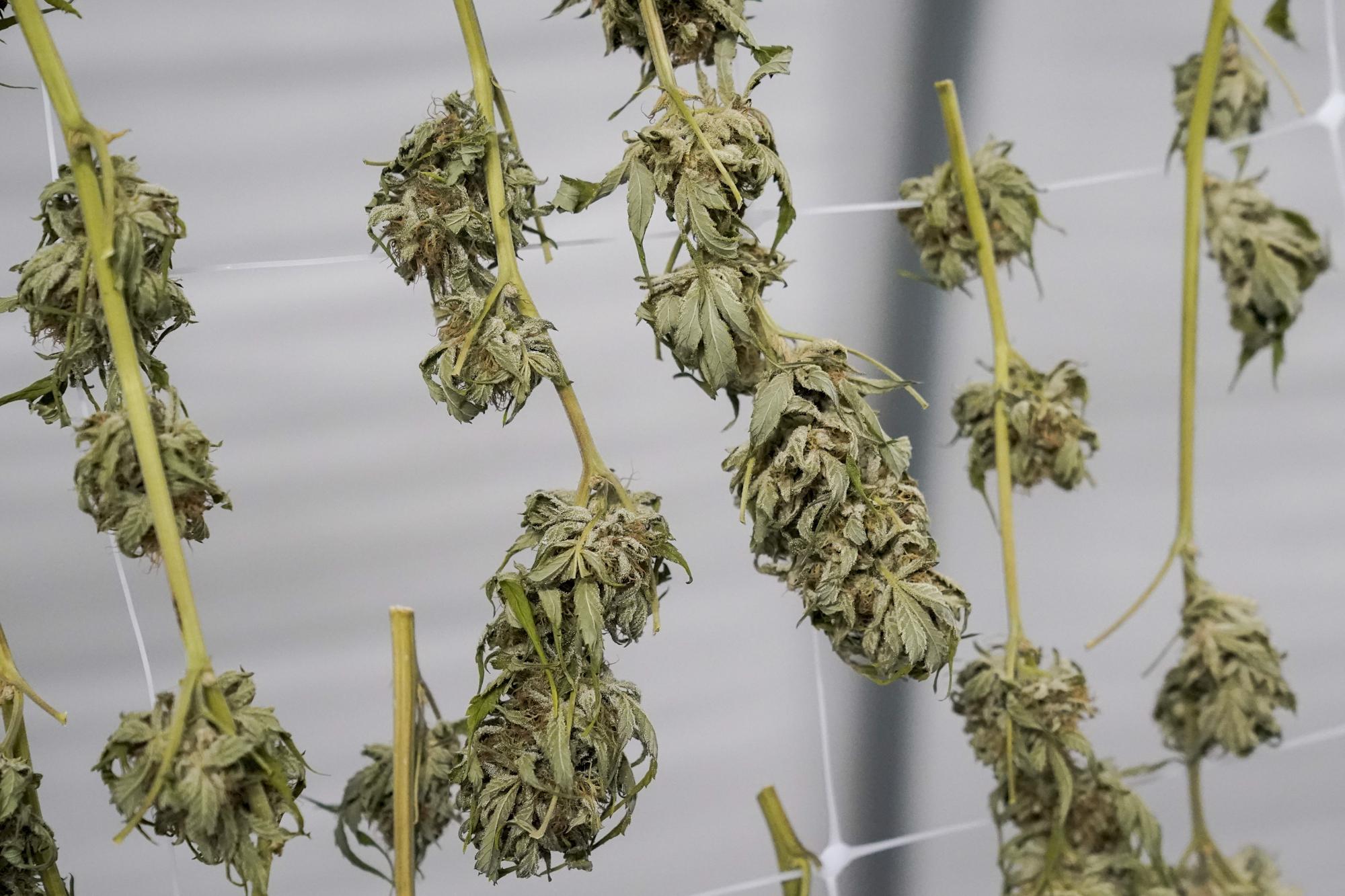 Image of post: State: New York's first pot crop jeopardized by court fight