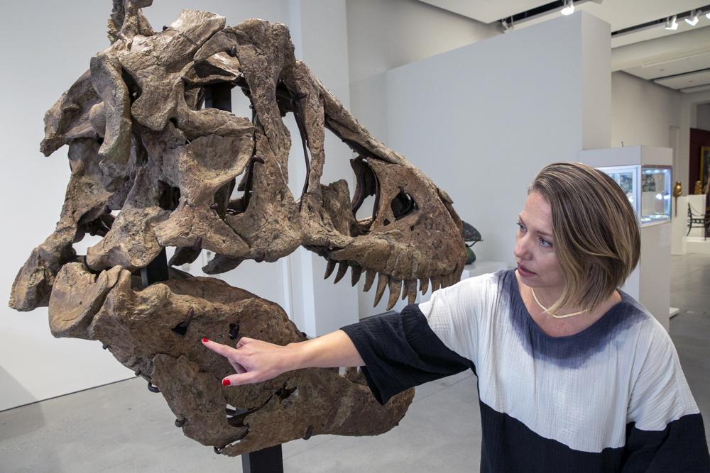 Cassandra Hatton, senior vice president, global head of department, Science & Popular Culture at Sotheby's, points at two large puncture holes likely from a fight with another dinosaur, on a Tyrannosaurus rex skull excavated from Harding County, South Dakota, in 2020-2021, in New York City on Friday, Nov. 4, 2022. When auctioned in December, the auction house expects the dinosaur skull to sell for $15 to $25 million. (AP Photo/Ted Shaffrey)