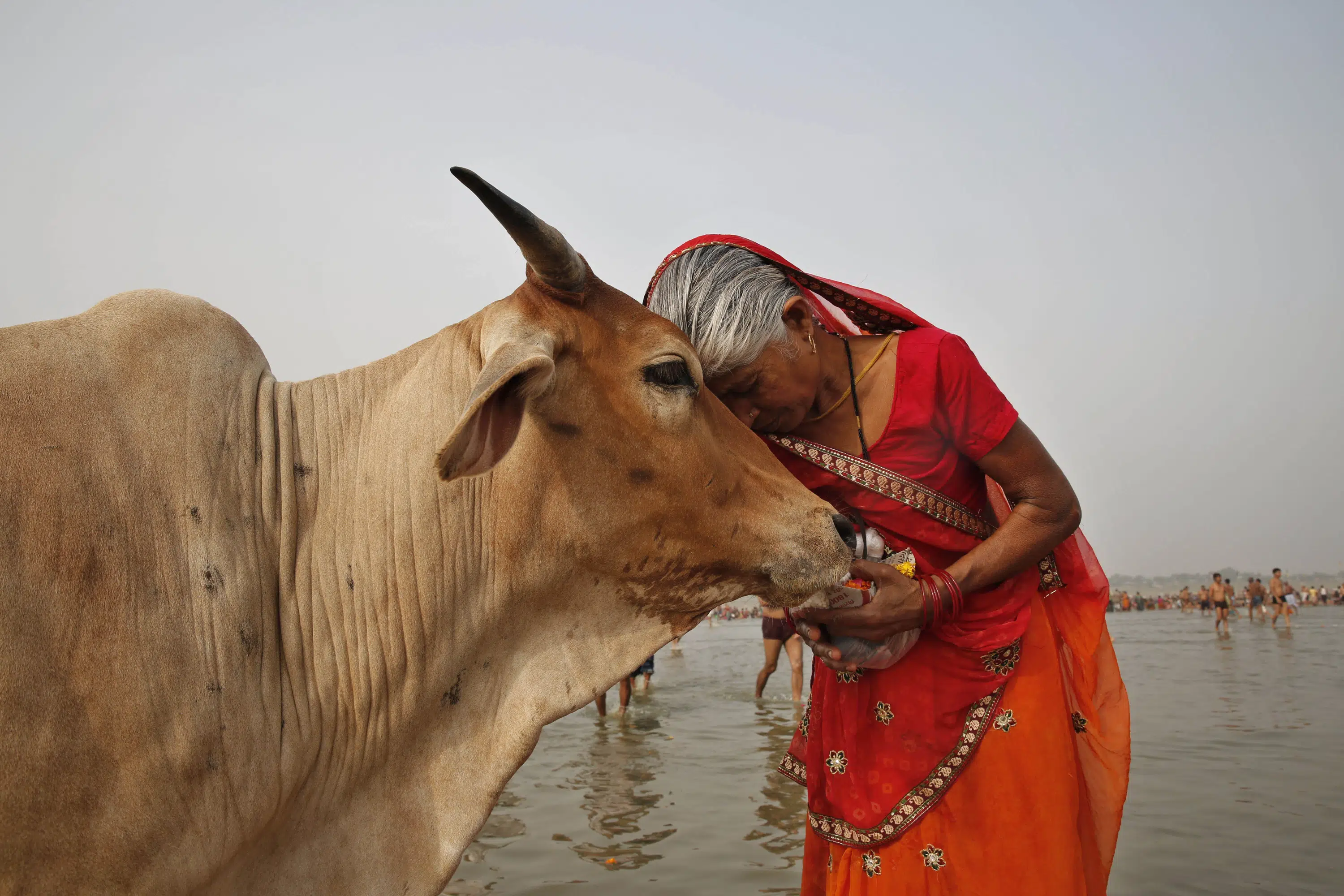 Le gouvernement indien demande aux gens de faire un câlin aux vaches le jour de la Saint-Valentin