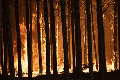 El fuego devora pinos el domingo 20 de febrero de 2022 en Santo Tomé, provincia de Corrientes, Argentina. (AP Foto/Rodrigo Abd)