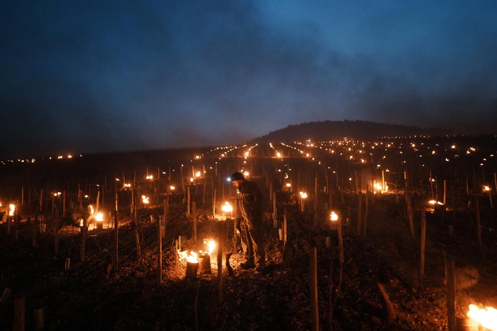 Un viticultor comprueba velas colocadas contra las heladas para proteger brotes y flores de la escarcha en un viñedo de Chablis, en la región de Borgoña, el lunes 4 de abril de 2022. (AP Foto/Thibault Camus)