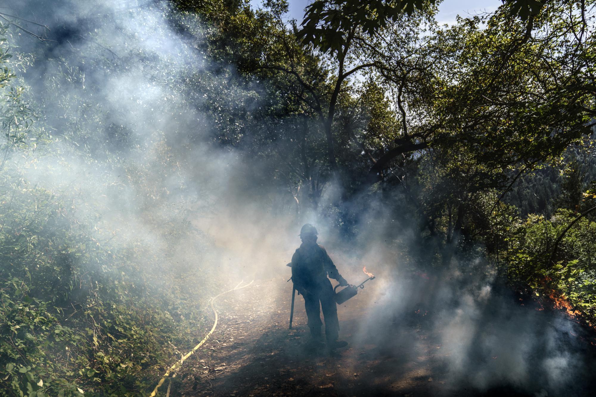 Brody Richardson, a member of the Yurok tribe, carries a torch as he takes part in a cultural training burn on the Yurok reservation in Weitchpec, Calif., Thursday, Oct. 7, 2021. In recent years, federal and state officials have formed partnerships with Northern California tribes to allow limited burning, despite some opposition from a jittery public. Native leaders say their fires are carefully planned and well executed. They hope to burn larger areas in their historical territory. (AP Photo/David Goldman)