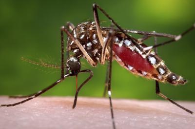 ARCHIVO - En esta foto distribuida por los Centros de Control y Prevención de Enfermedades de EEUU, una mosquita Aedes aegypti succiona la sangre de un ser humano. (James Gathany/Centers for Disease Control and Prevention via AP, File)