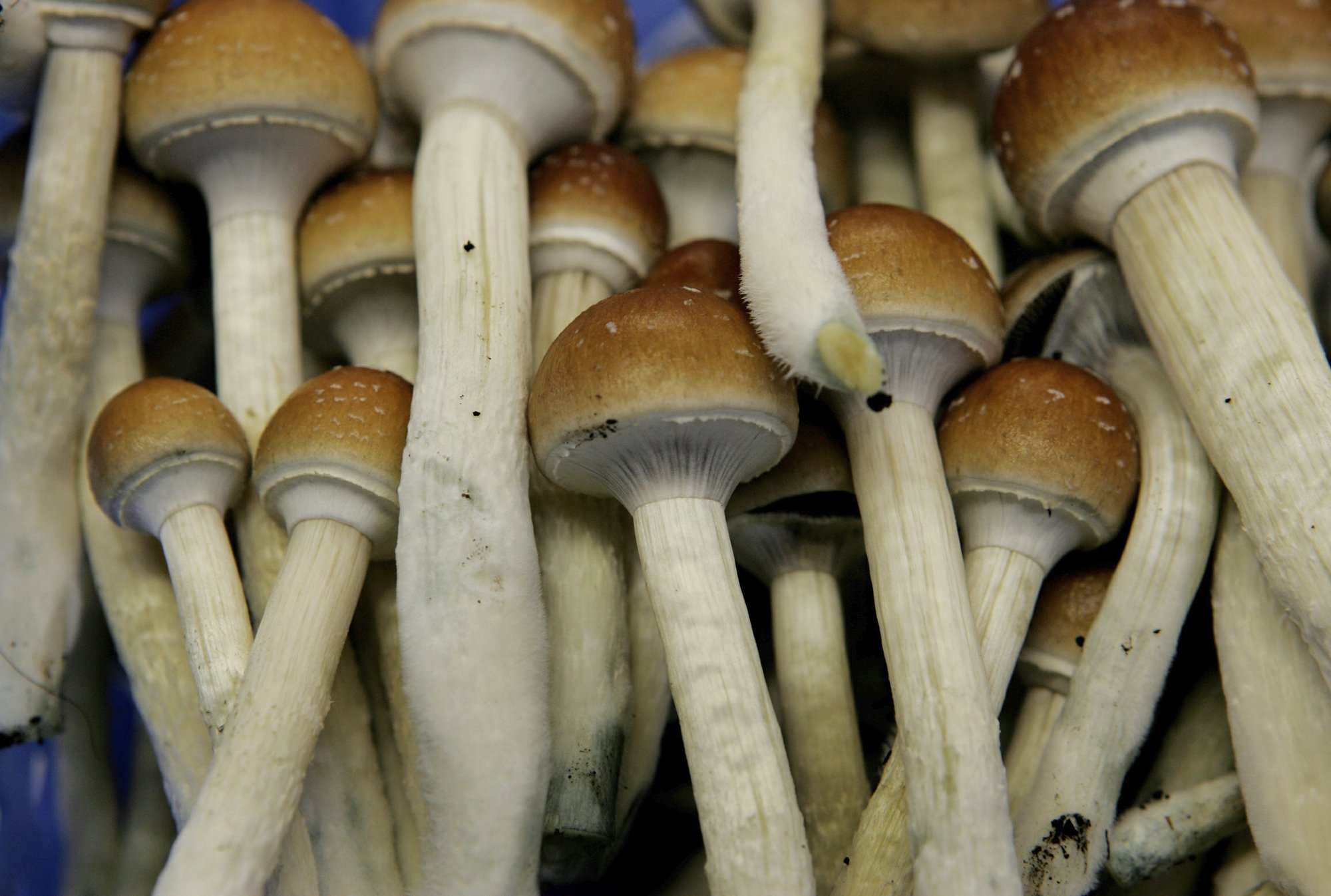 Ann Arbor Decriminalizes Magic Mushrooms Psychedelic Plants