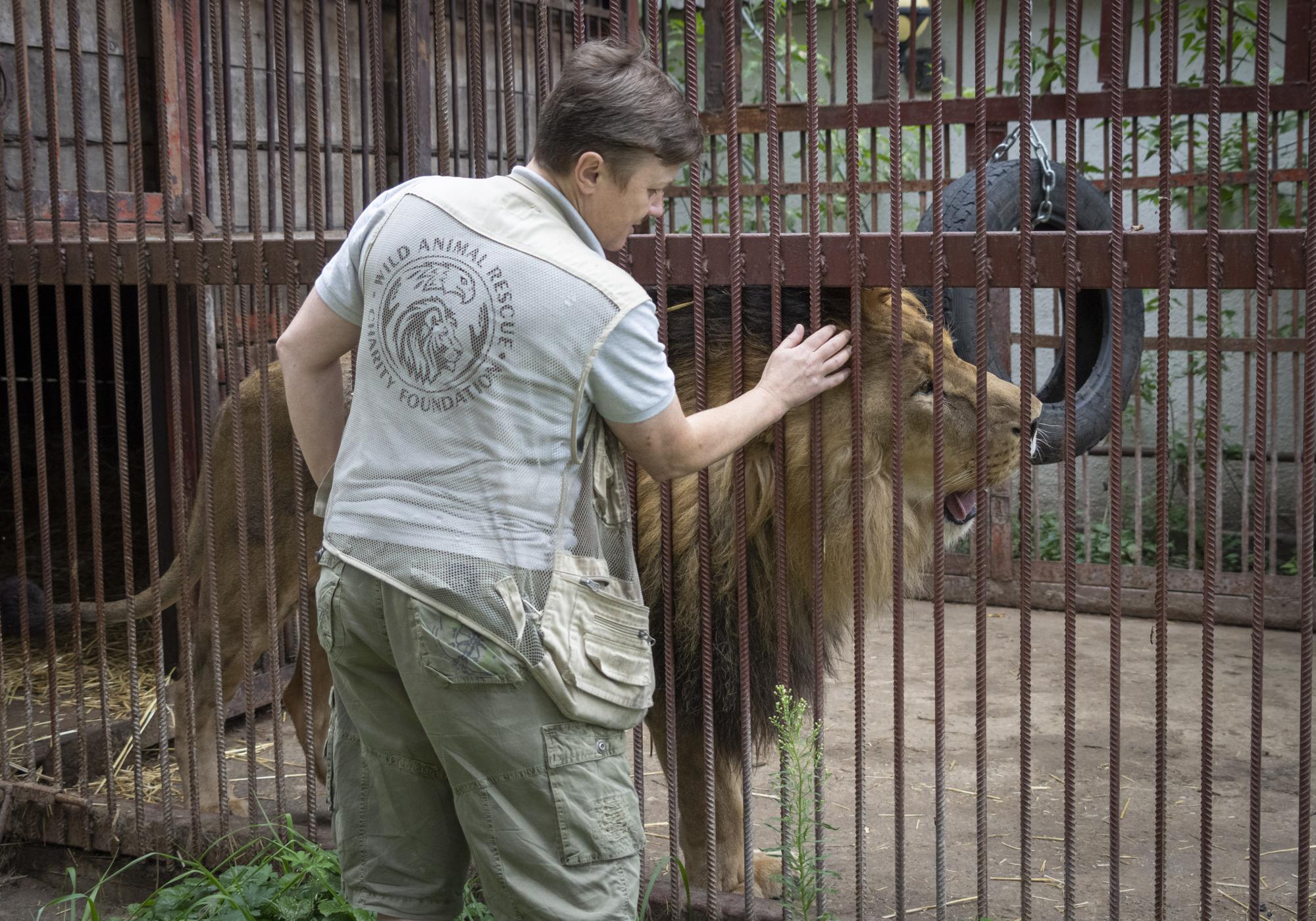 Ukrainian risks her life to rescue wild animals from war | AP News