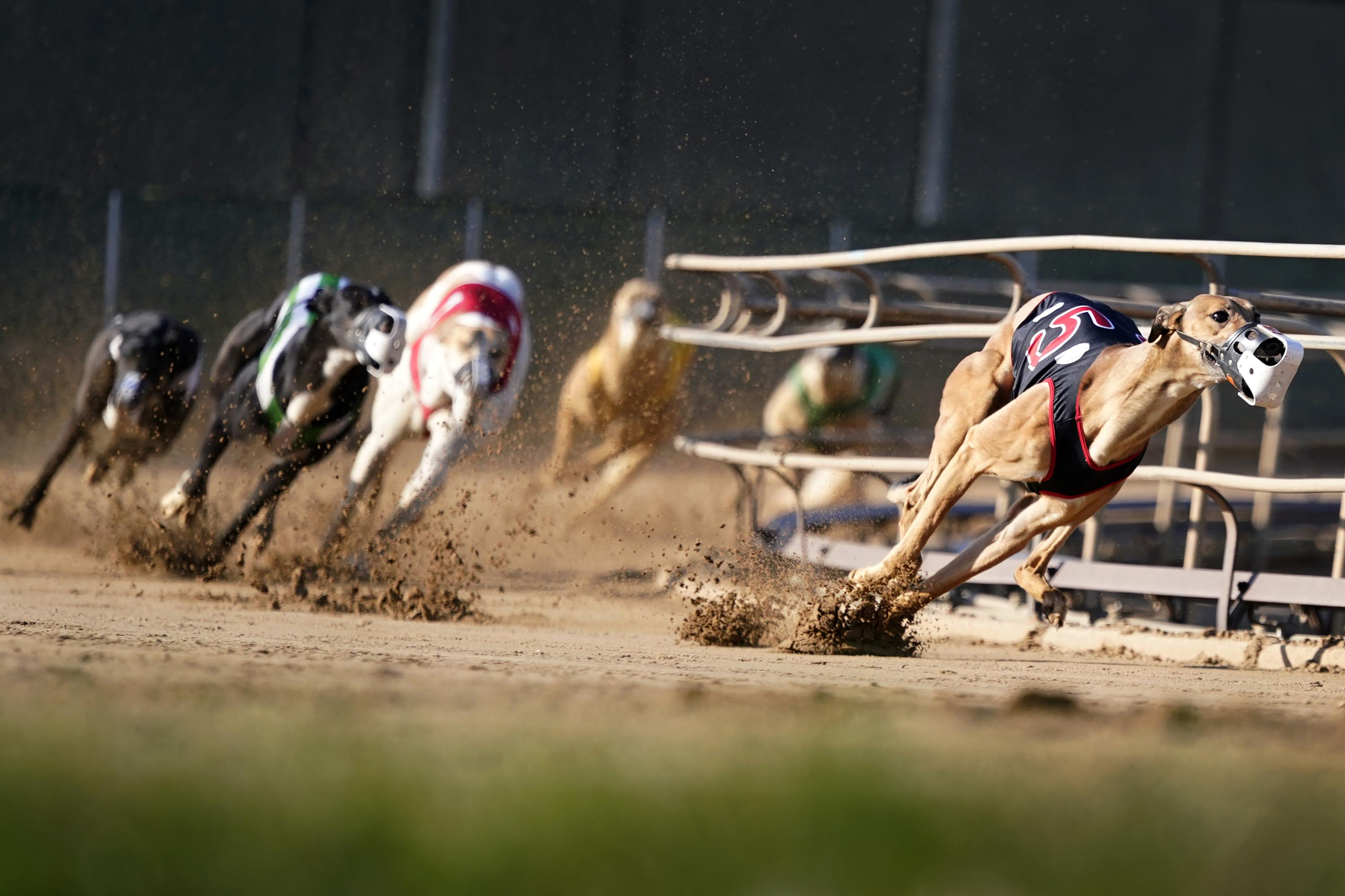 Greyhound Racing Nearing Its End In The US After Long Slide AP News