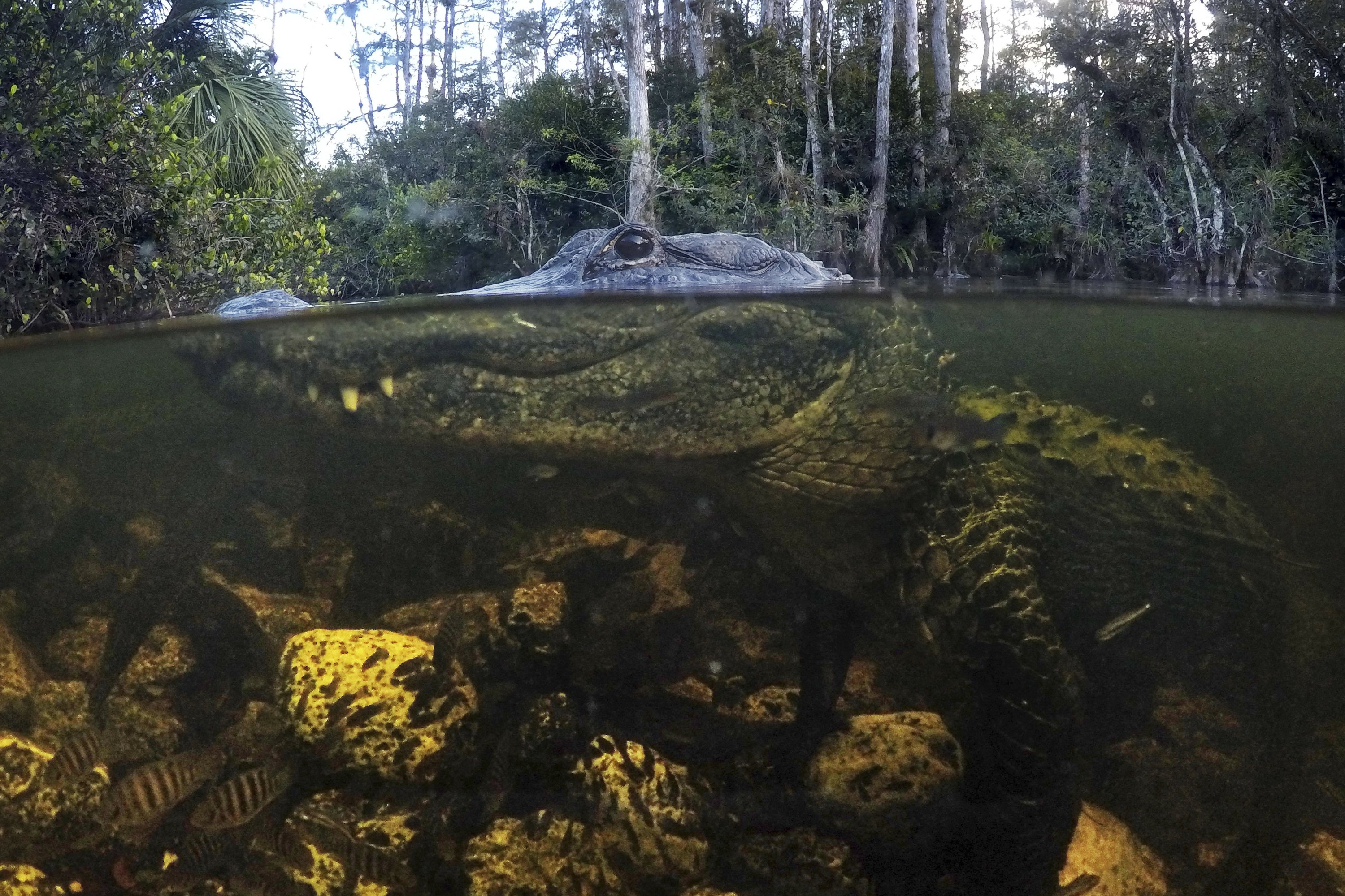 To save Everglades, guardians fight time - and climate By ALLEN G. BREED - Associated Press