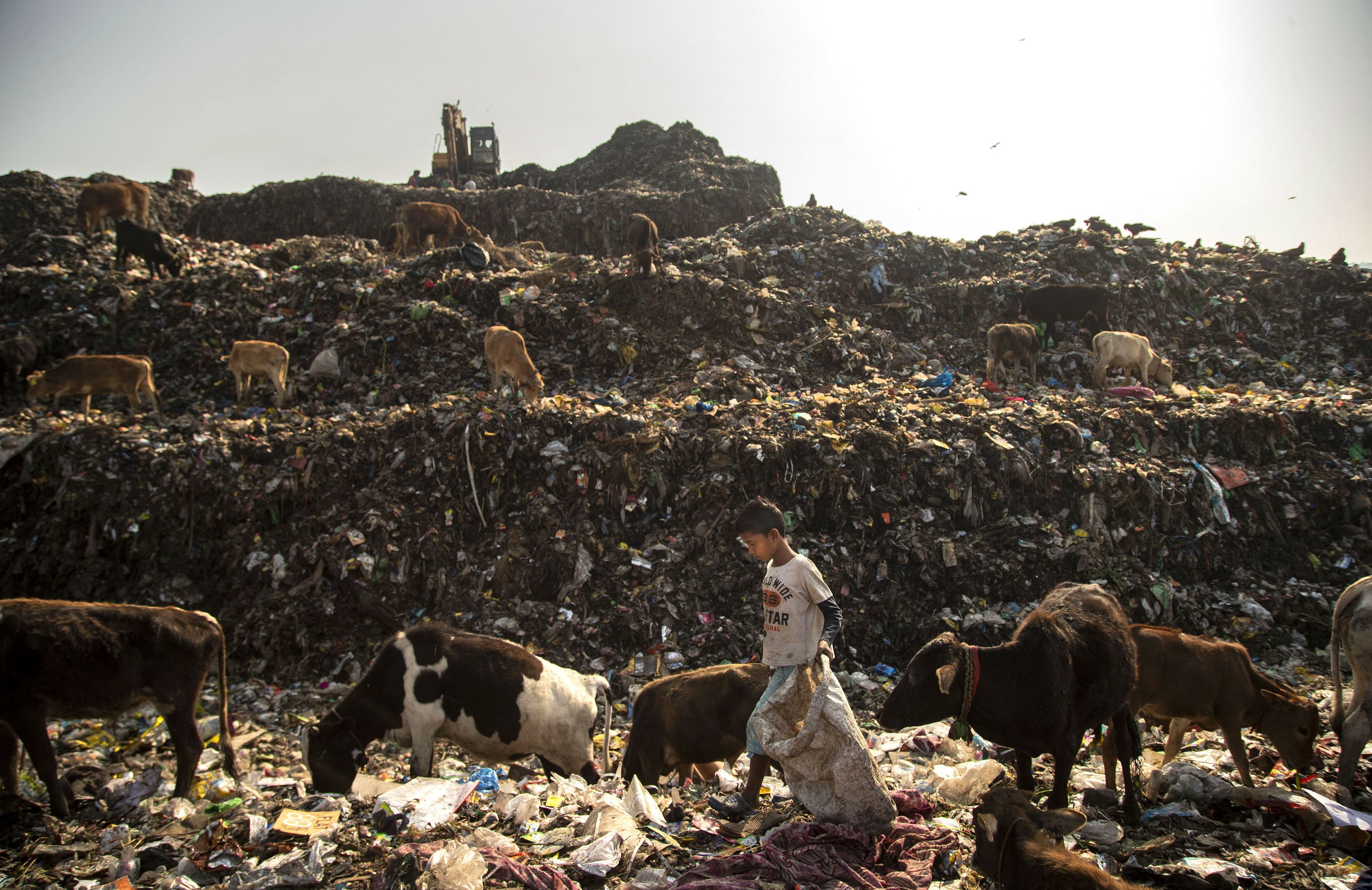 A day in the life of an Indian shaker