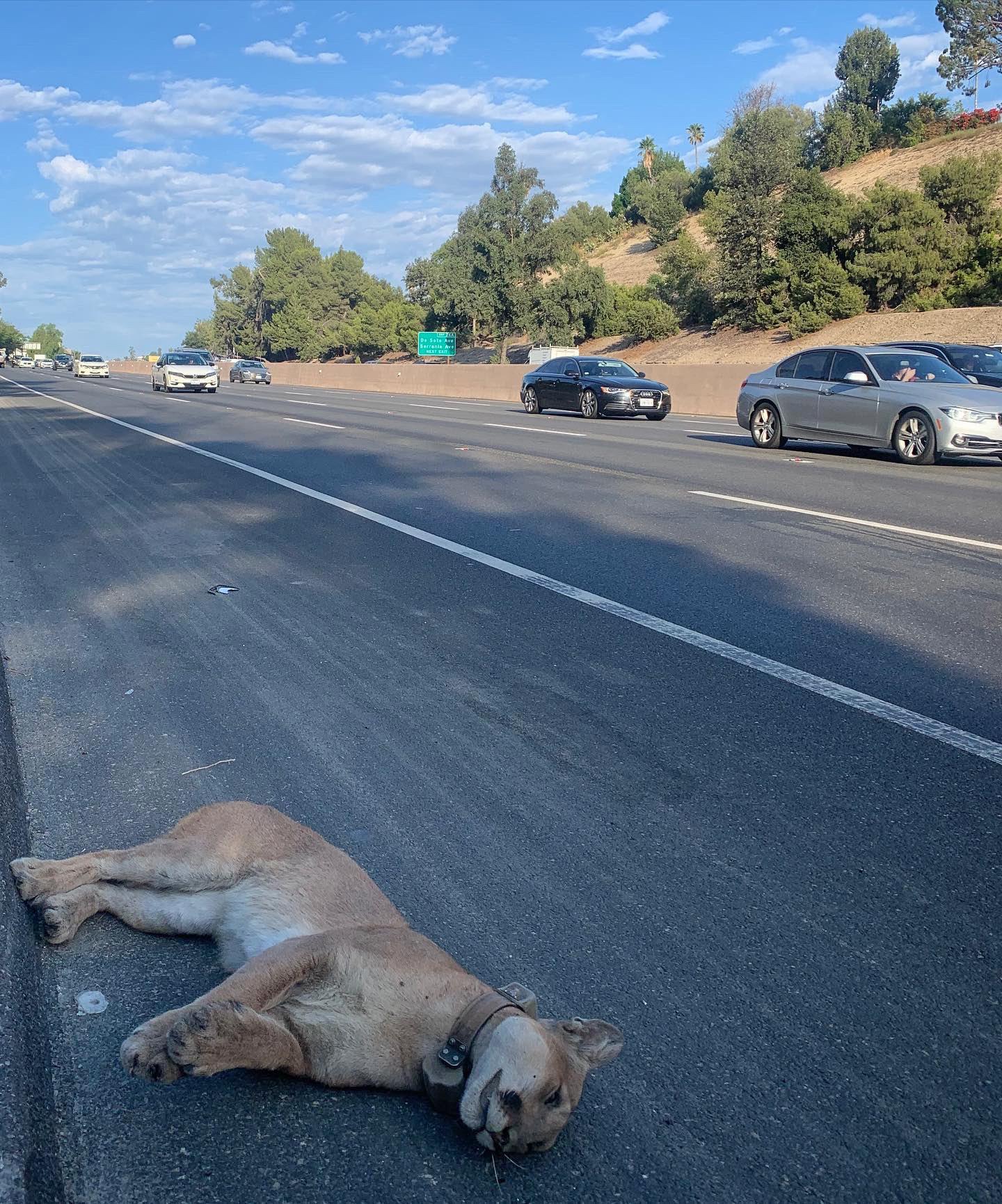 Mountain lion in Southern California study killed by vehicle | AP News