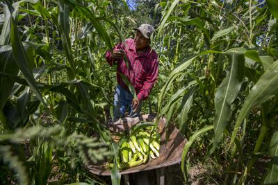 El agricultor Eugene "Hutch" Naranjo cosecha maíz en su granja familiar ancestral en el Pueblo de Santa Clara en el norte de Nuevo México, el lunes 22 de agosto de 2022. El cambio climático está afectando a la comunidad, que ha sido el hogar de personas que hablan Tewa durante miles de años. (AP Photo/Andres Leighton)