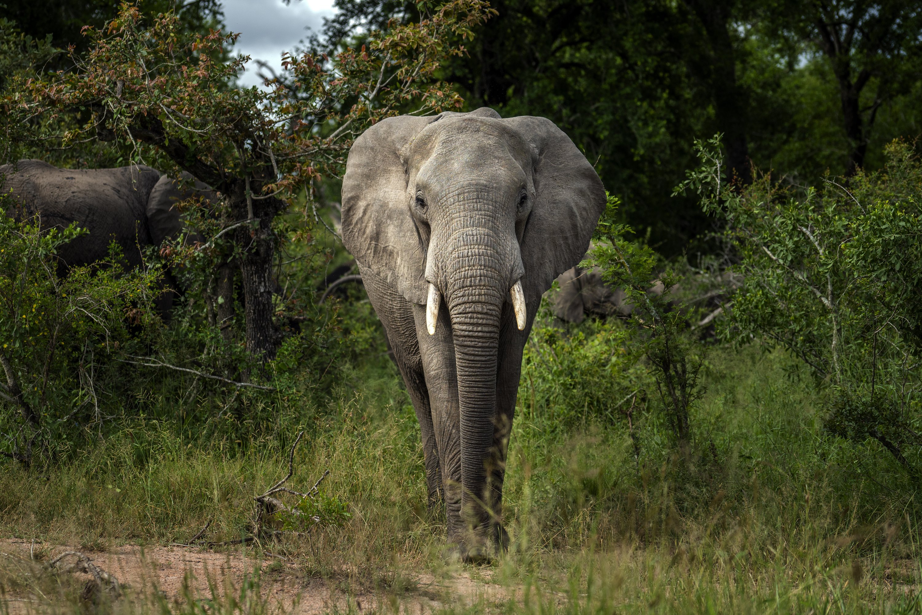 African elephants are now on the verge of extinction through poaching, habitat loss